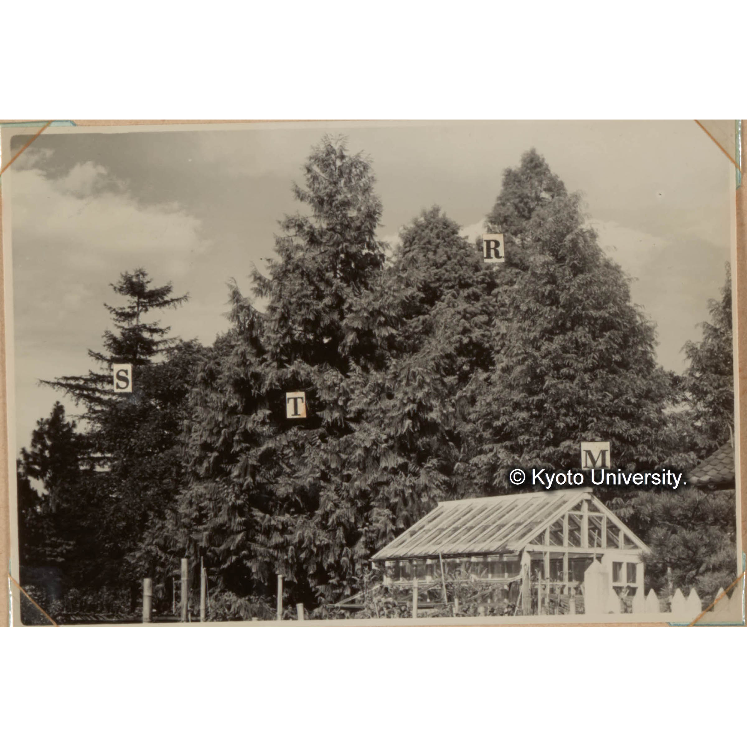 メタセコイアとその類緣種属　M.メタセコイア　T.タイワンスギ　R.ラクウショウ　S.セコイア（メタセコイアは8年生、他は32年生） 1957.9.26写 (1)