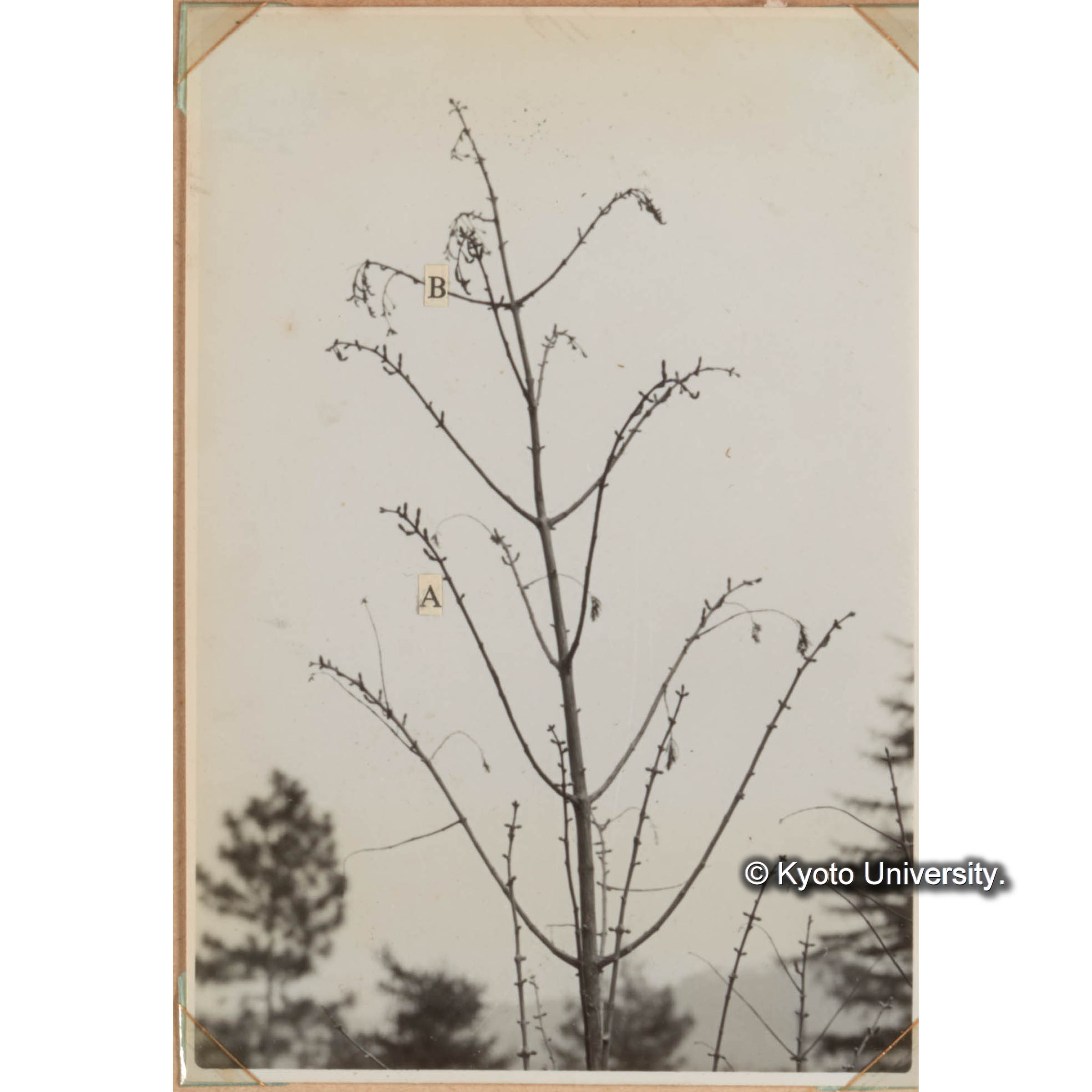 Bandingを行い、開花したメタセコイア (1)