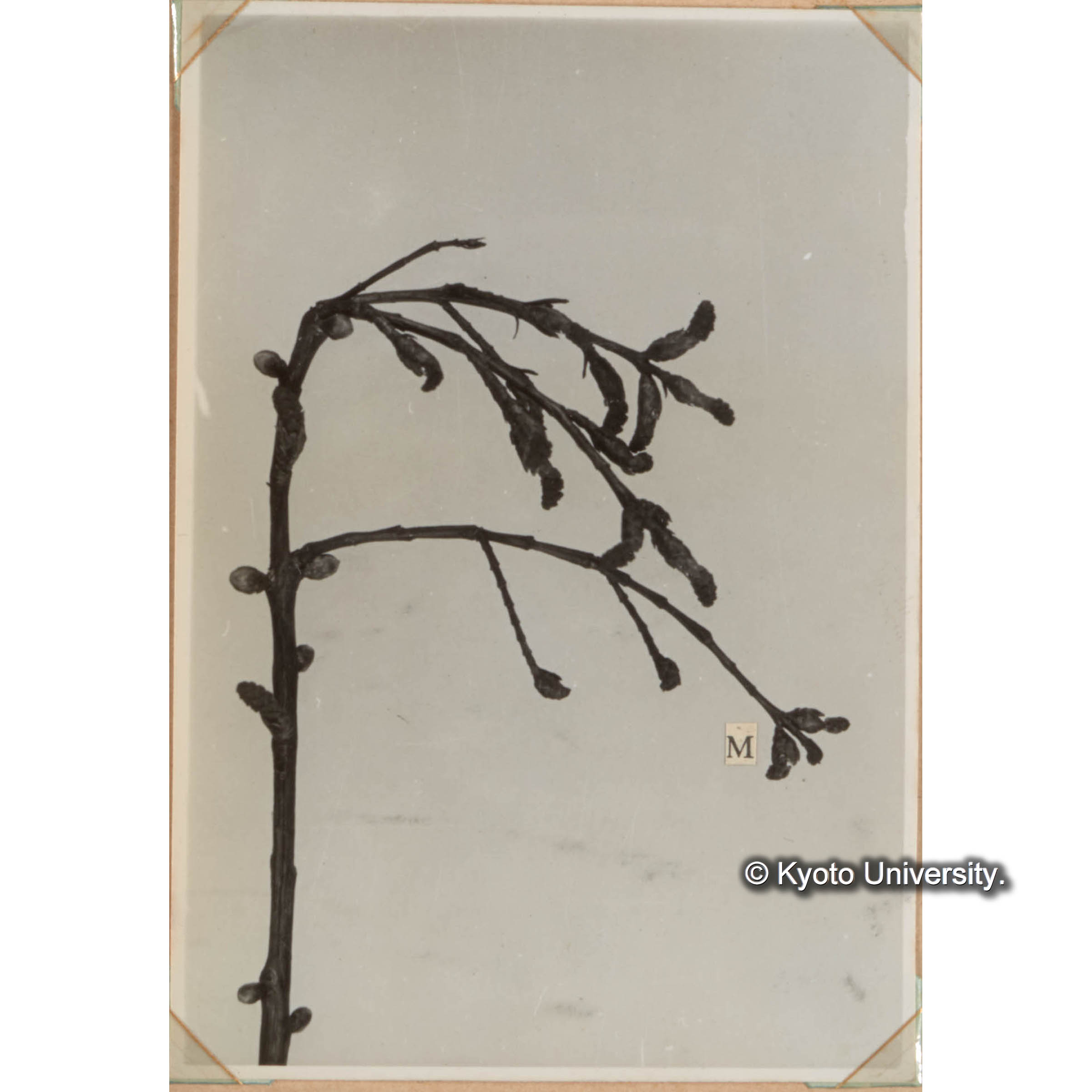 メタセコイアの雄花着生状態 M.雄花 (1)