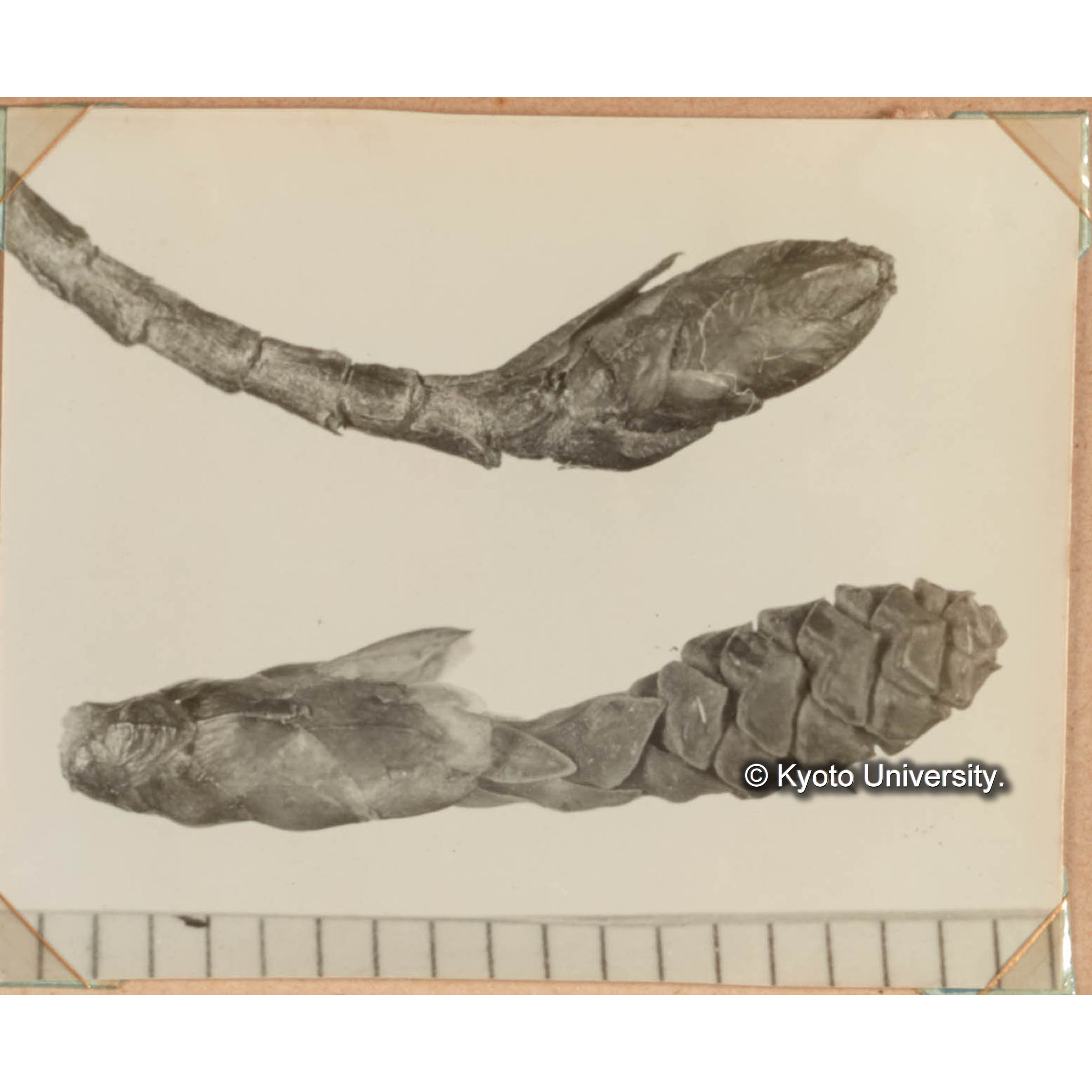 メタセコイアの雄花及雌花 大寫　上 雄花序　下 雌花序 (1)