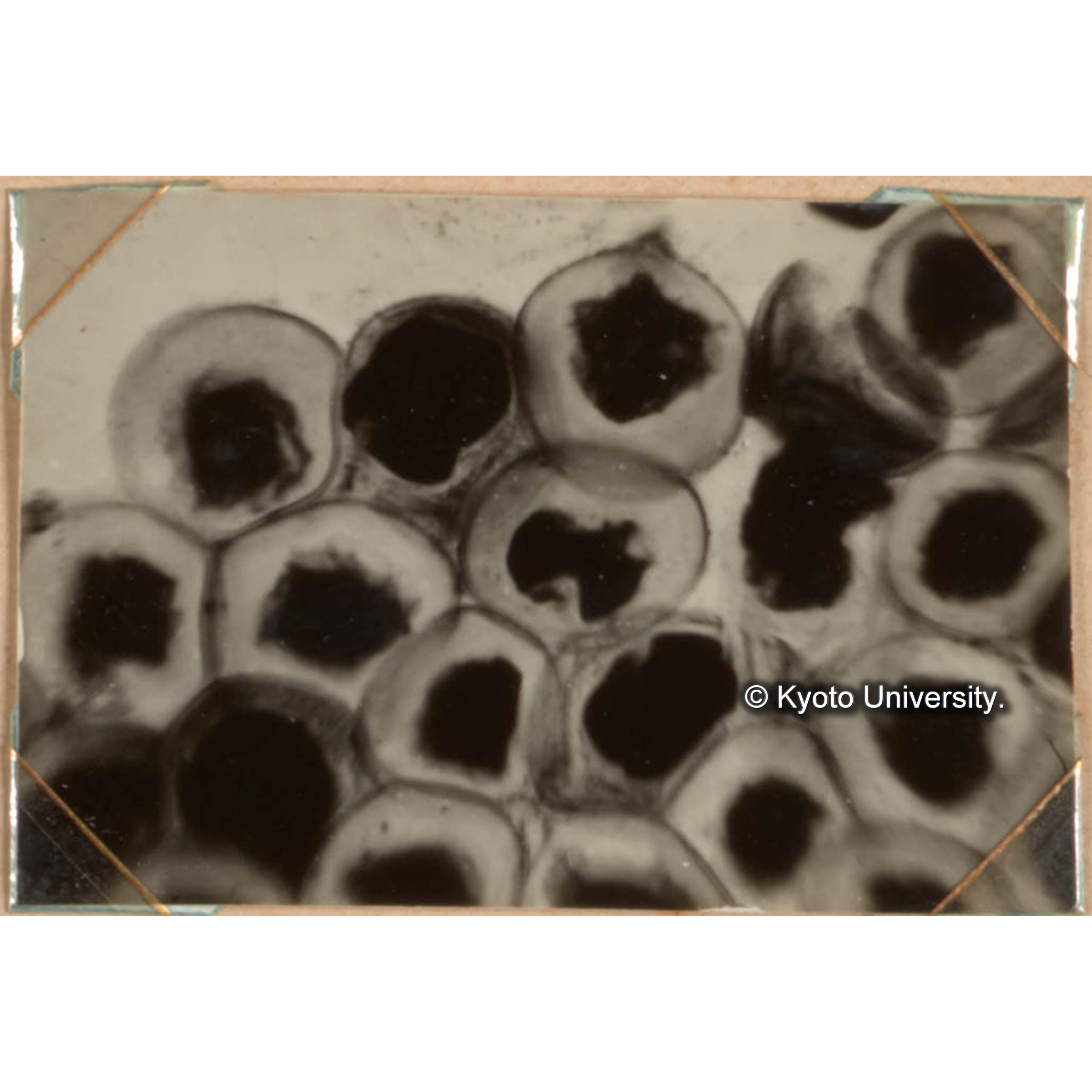 メタセコイアの花粉 500× (1)