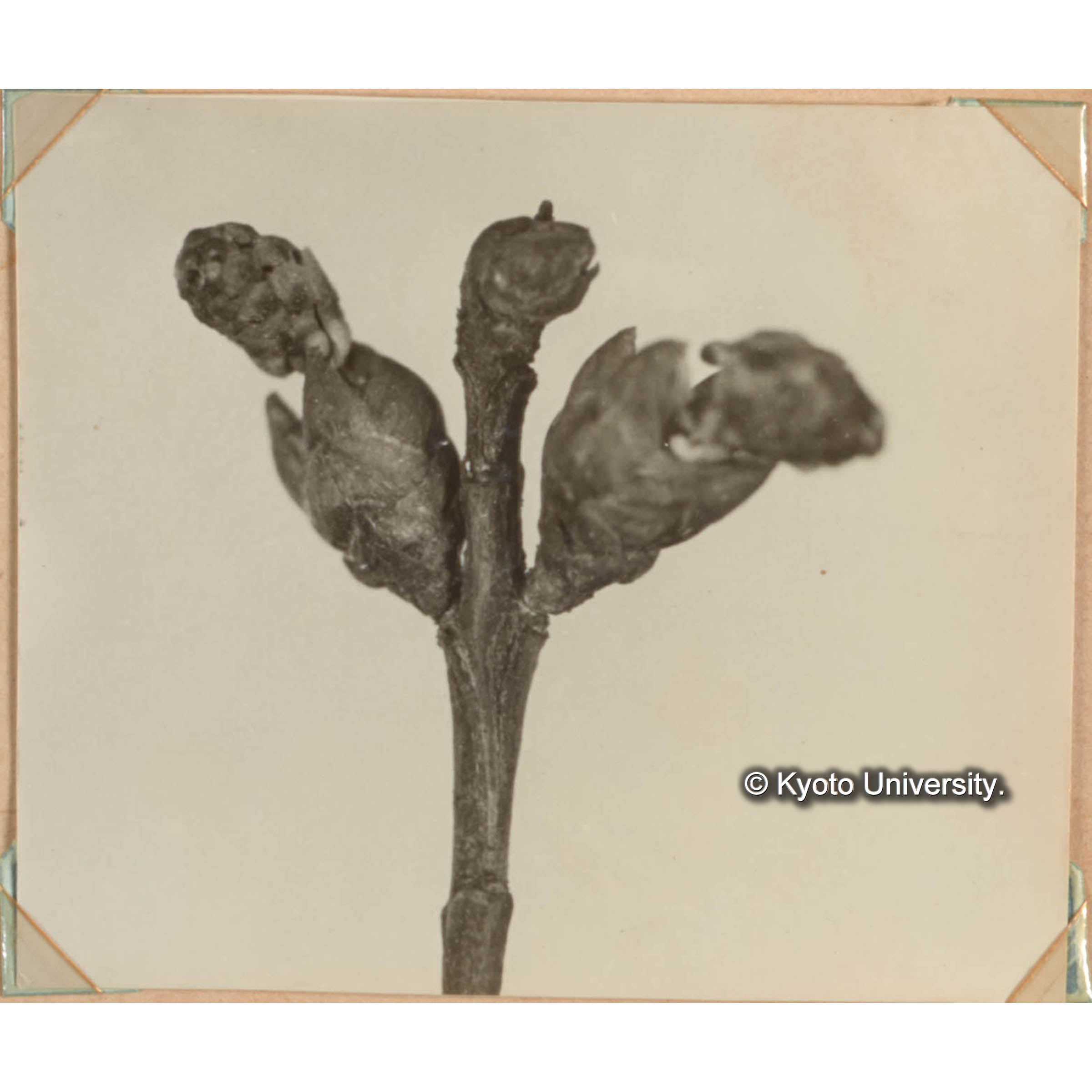 メタセコイアの雄花序 (1)