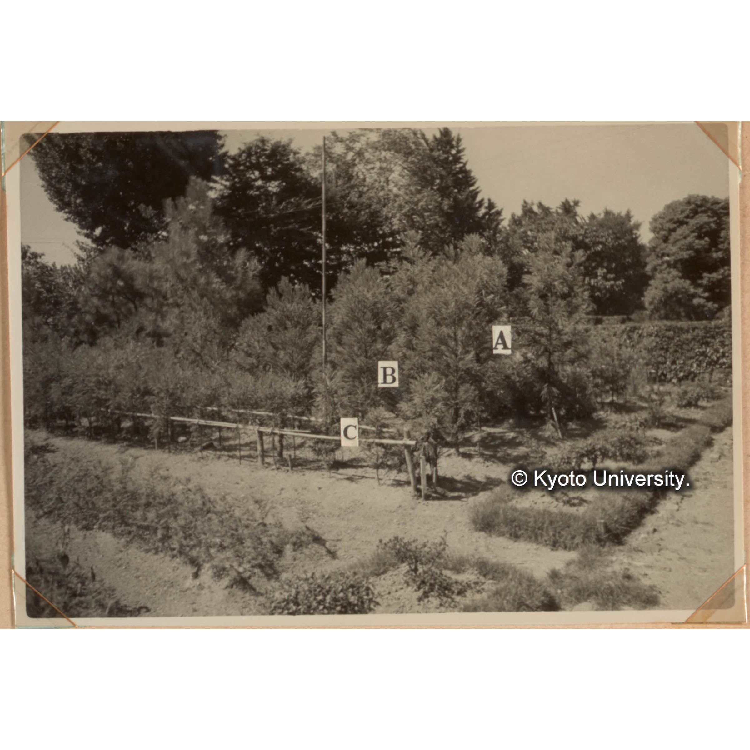林木育種に関する試験　スギのクローン。 地方品種の蒐集調査試験　A:クモトオシ。1951の挿木　B:ミヤマノホマレ 福田孫多氏　C:福田孫多氏よりのクローン一群　 (1)