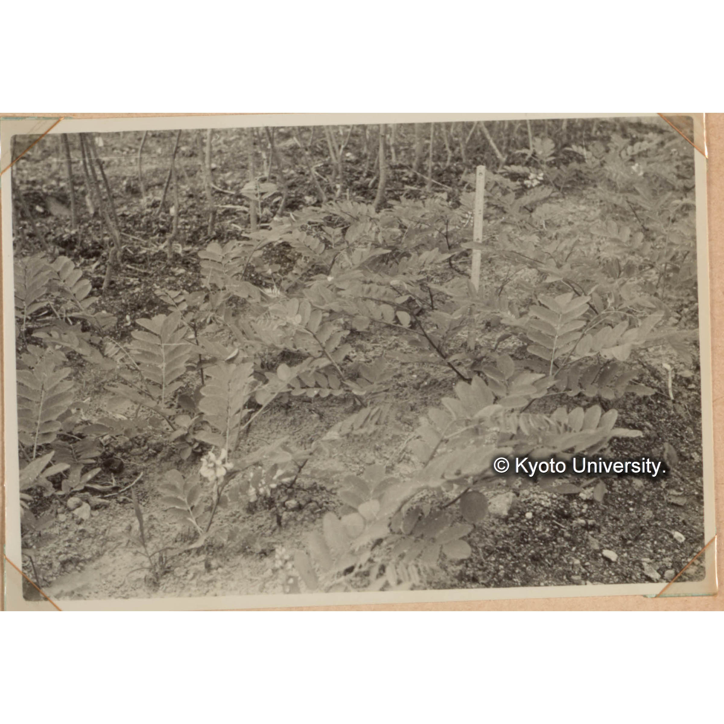 林木育種に関する試験　ロビニア属の接木試験(2)　R.viscosa／トゲナシアカシア　秋には左図の用に成長をとげる。 (1)