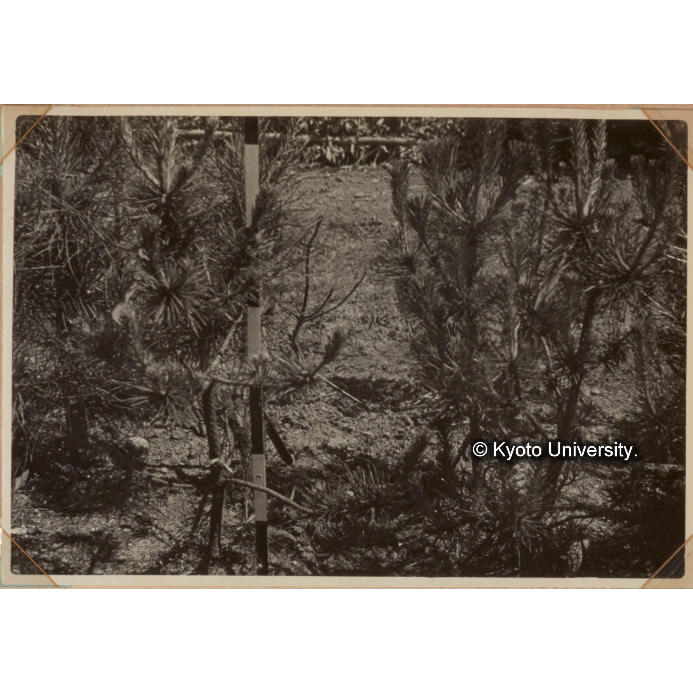 林木育種に関する試験　クロマツの4倍性個体群 (1)