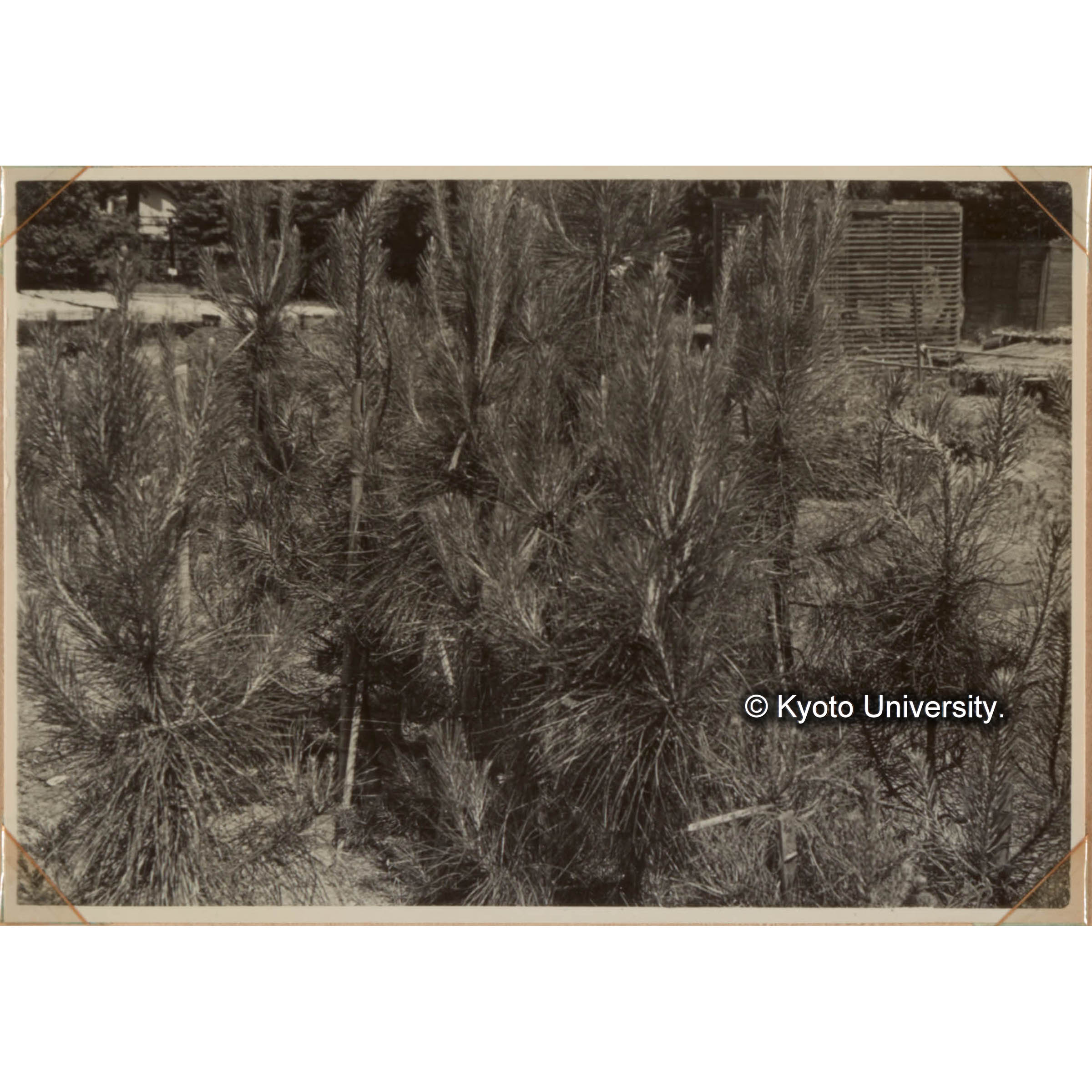 林木育種に関する試験　成長の優れたカリバエア（1954年の接木苗） (1)