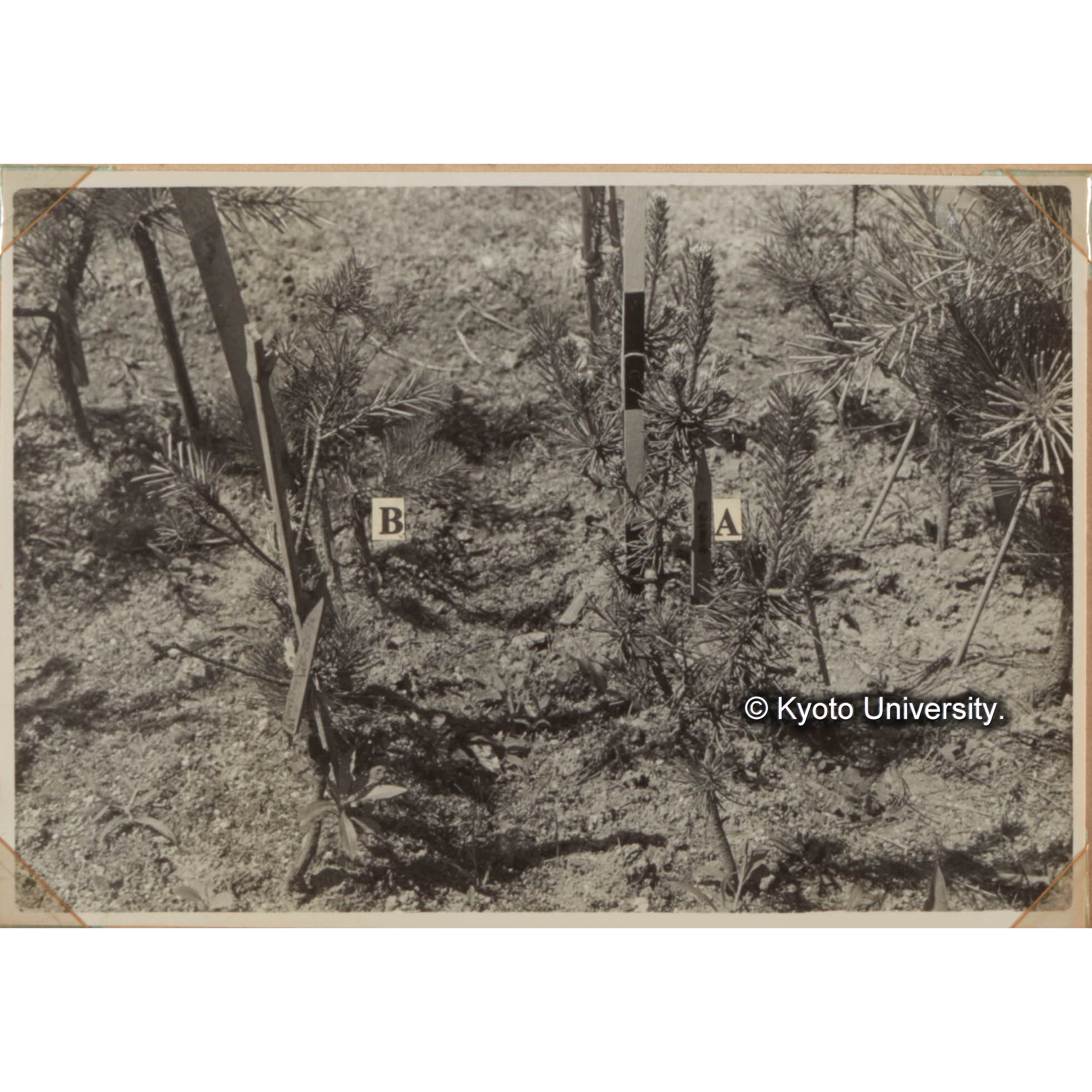 林木育種に関する試験　A:クロマツの倍数体　B:クロマツ倍数体の接木試験 (1)