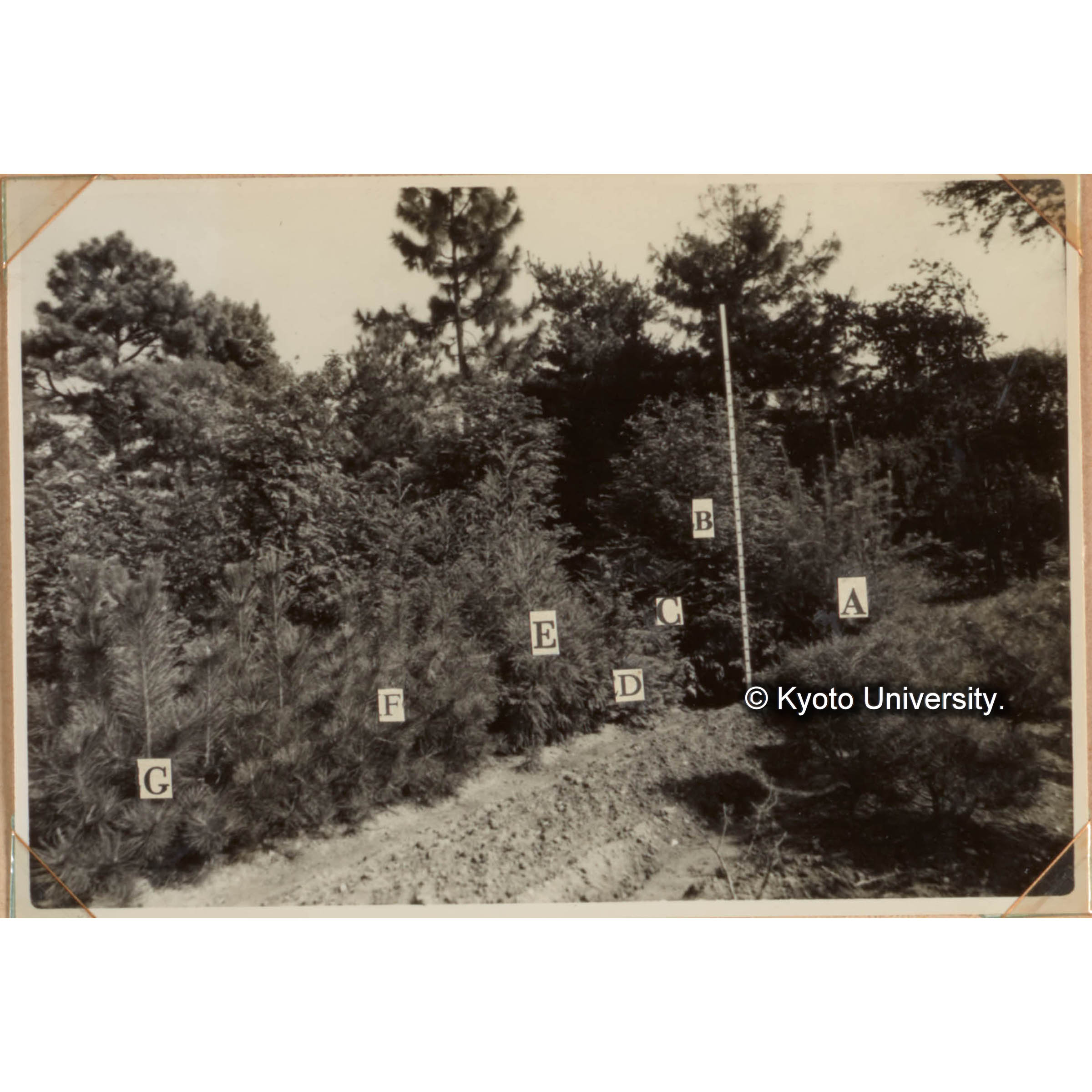 メタセコイアとの成長比較試験区（1954年　各々1年生苗を植付）　A：カラマツ　B：メタセコイア　C：セコイア　D：ヒノキ　E：スギ　F：アカマツ　G：クロマツ (1)