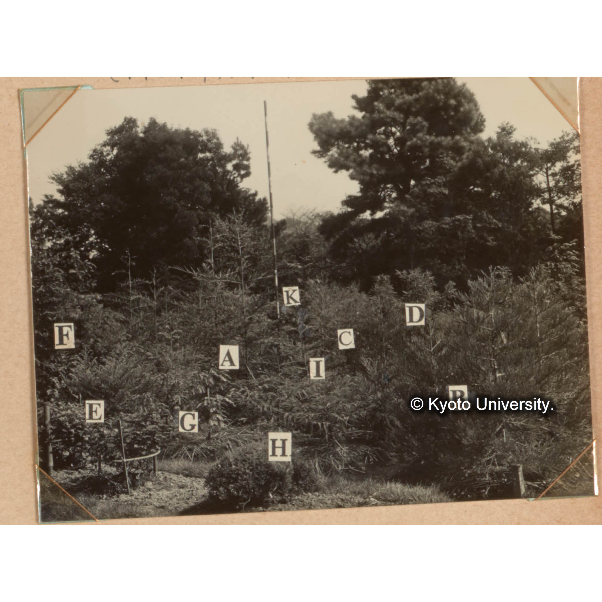 メタセコイアとその近緣種との接木試験（1954年接木　1955年11月の状態）　メタセコイアを台木として、Aはセコイアを、Bはセコイアデンドロンを、Cはスイシヨウを、Eはスギを、Fはメタセコイアを接木したもので、Dはラクウショウニラクウショウウを接木したもの。これらと比較対照のためG：ラクウショウ、H：セコイア、O：スギ、K：メタセコイアを示した。 (1)