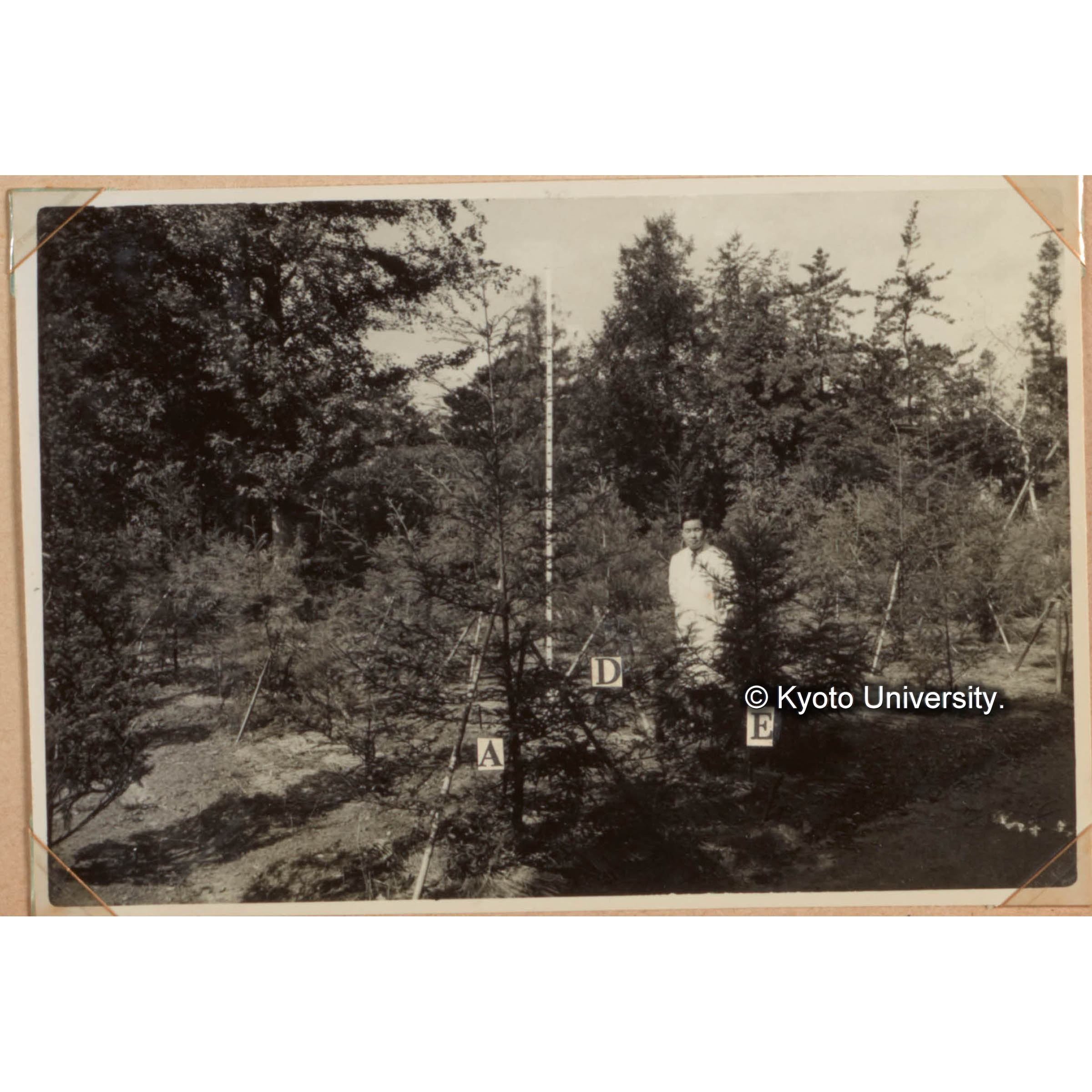 メタセコイアとその近緣種との接木　A:Seq./Meta, D:Seq.D/Seq. E:Crypt./Meta (1)