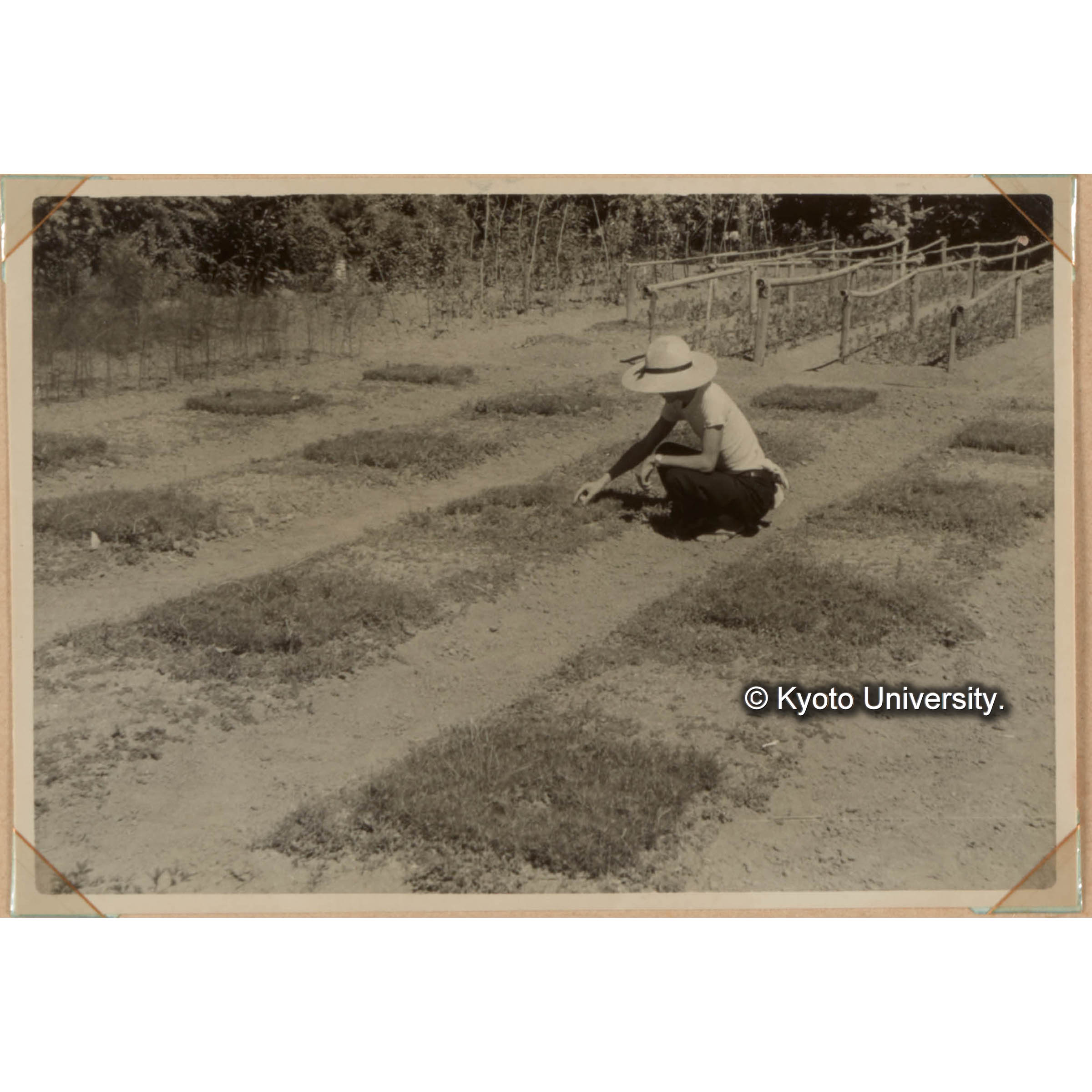 有機質肥料が子苗の立枯病に及ぼ影響の試驗 (1)