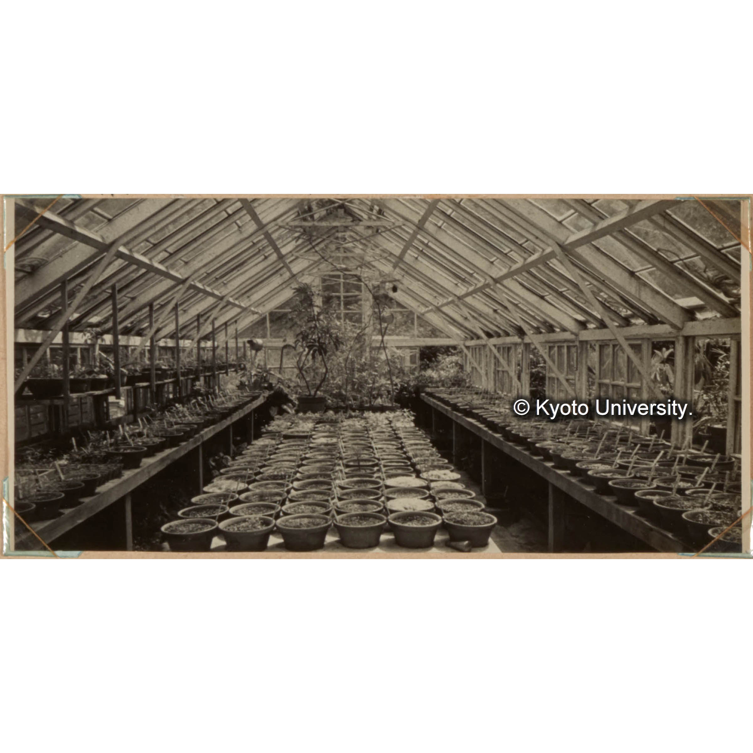 硝子室内の外国樹種育成試験状況 (1)