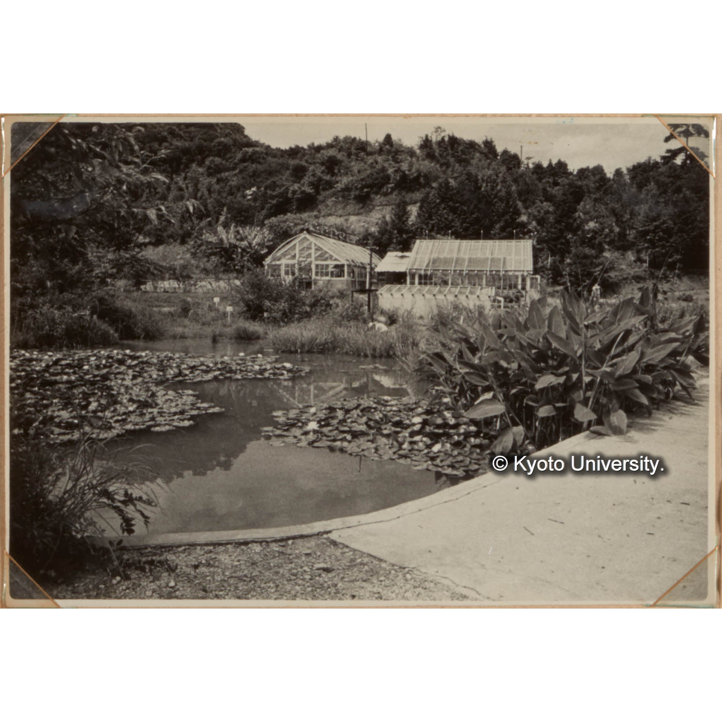 （蓮池とその向こうに硝子室） (1)