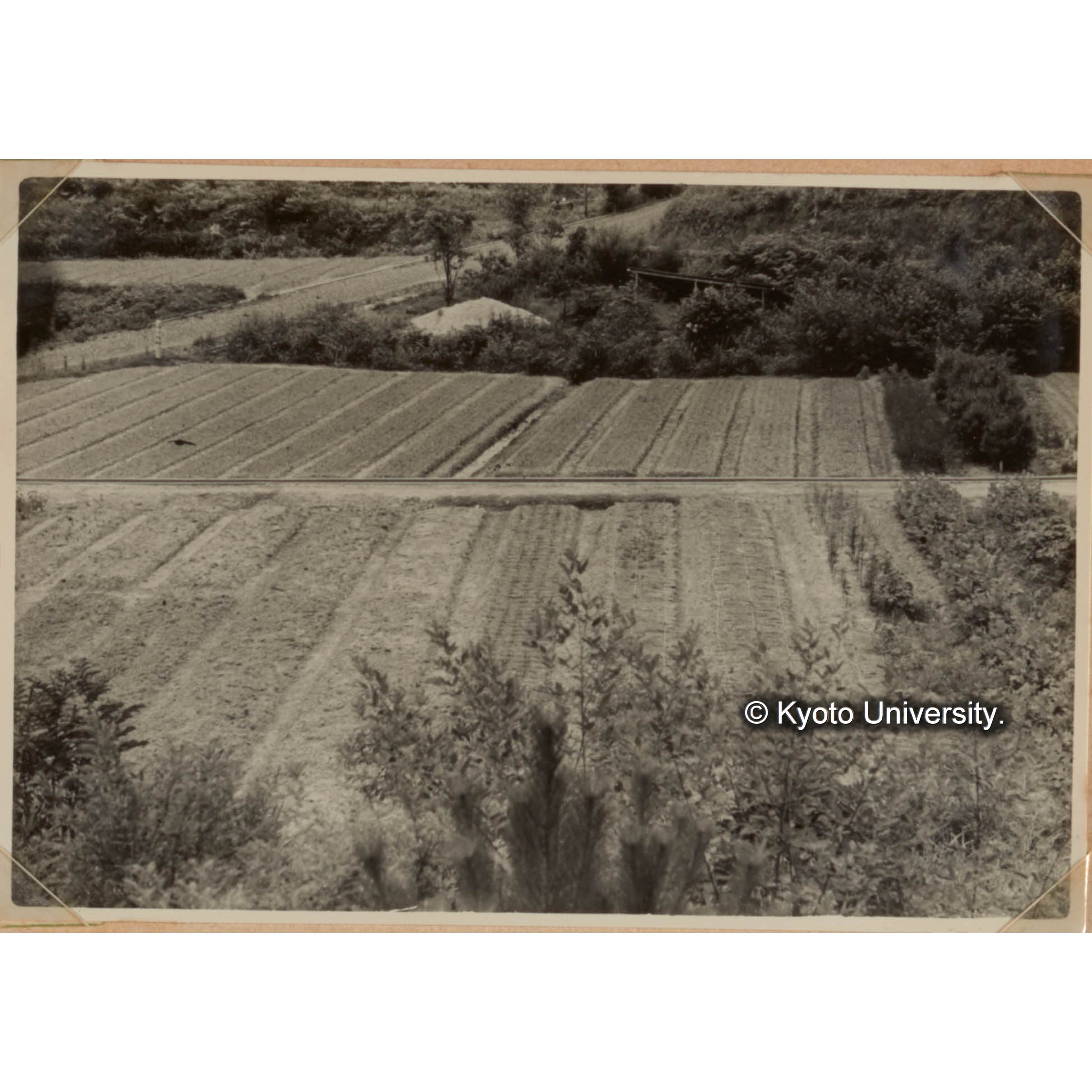 （実験苗畑） (1)