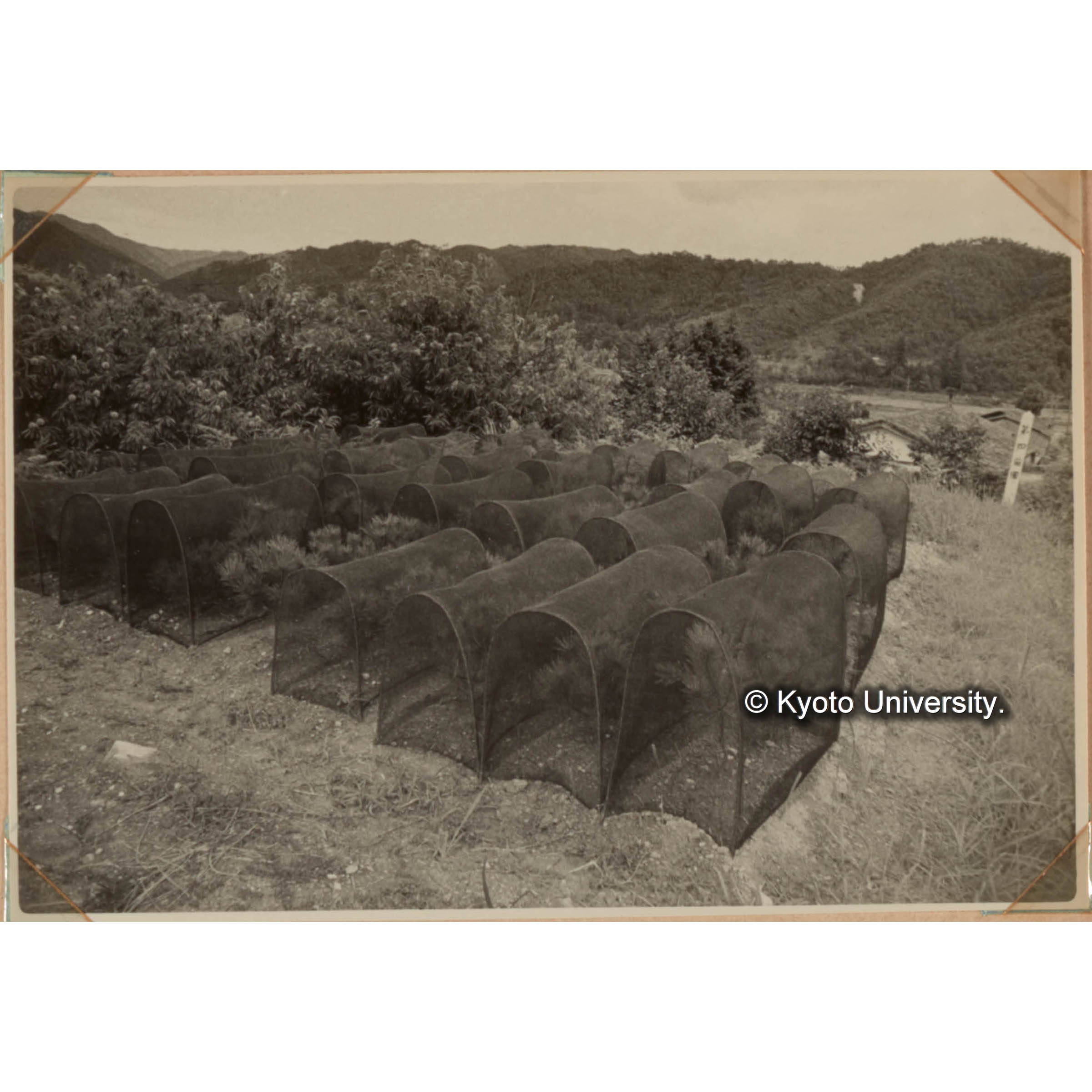 （黒い網で覆いをした苗木） (1)