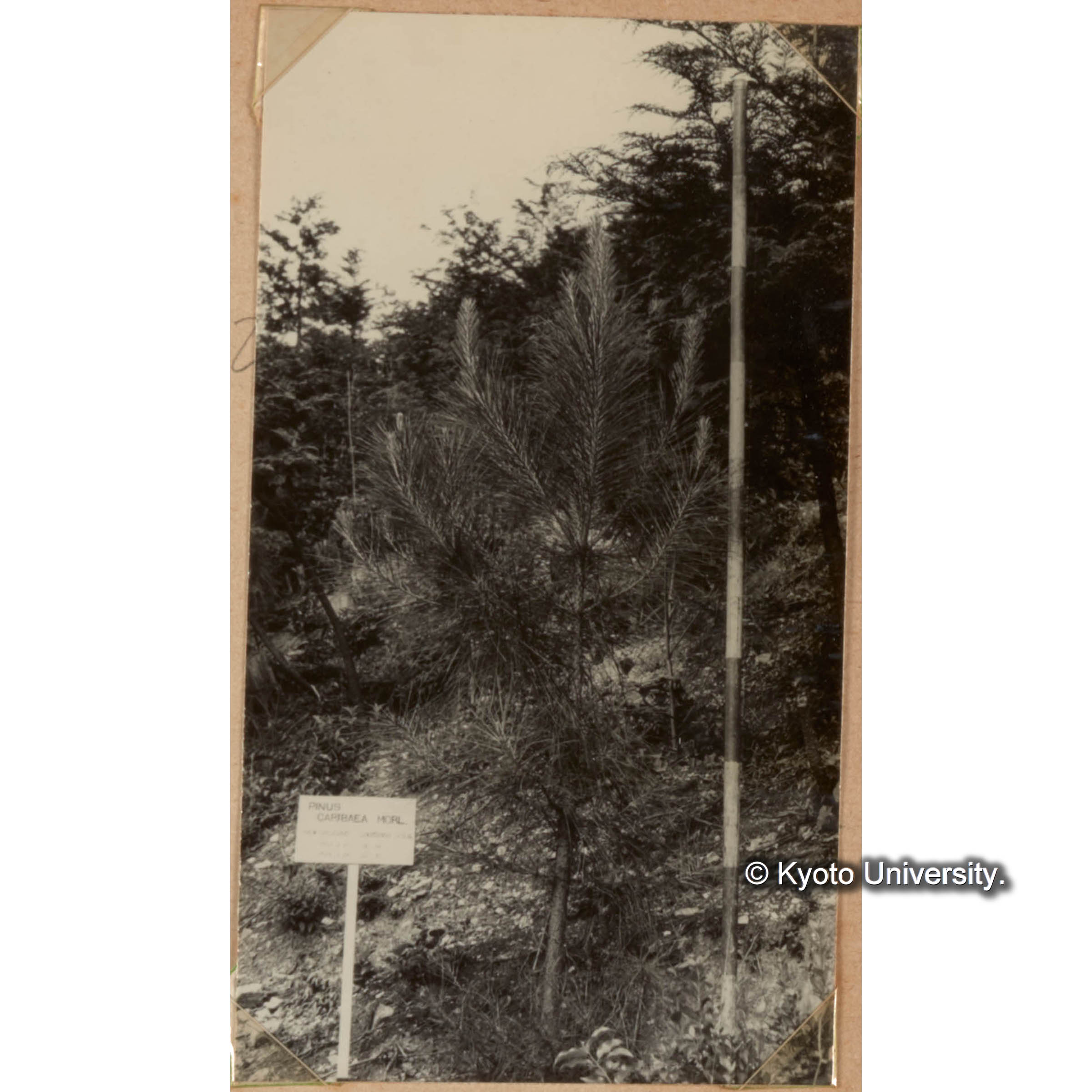 （PINUS CARIBAEA MORL) (1)
