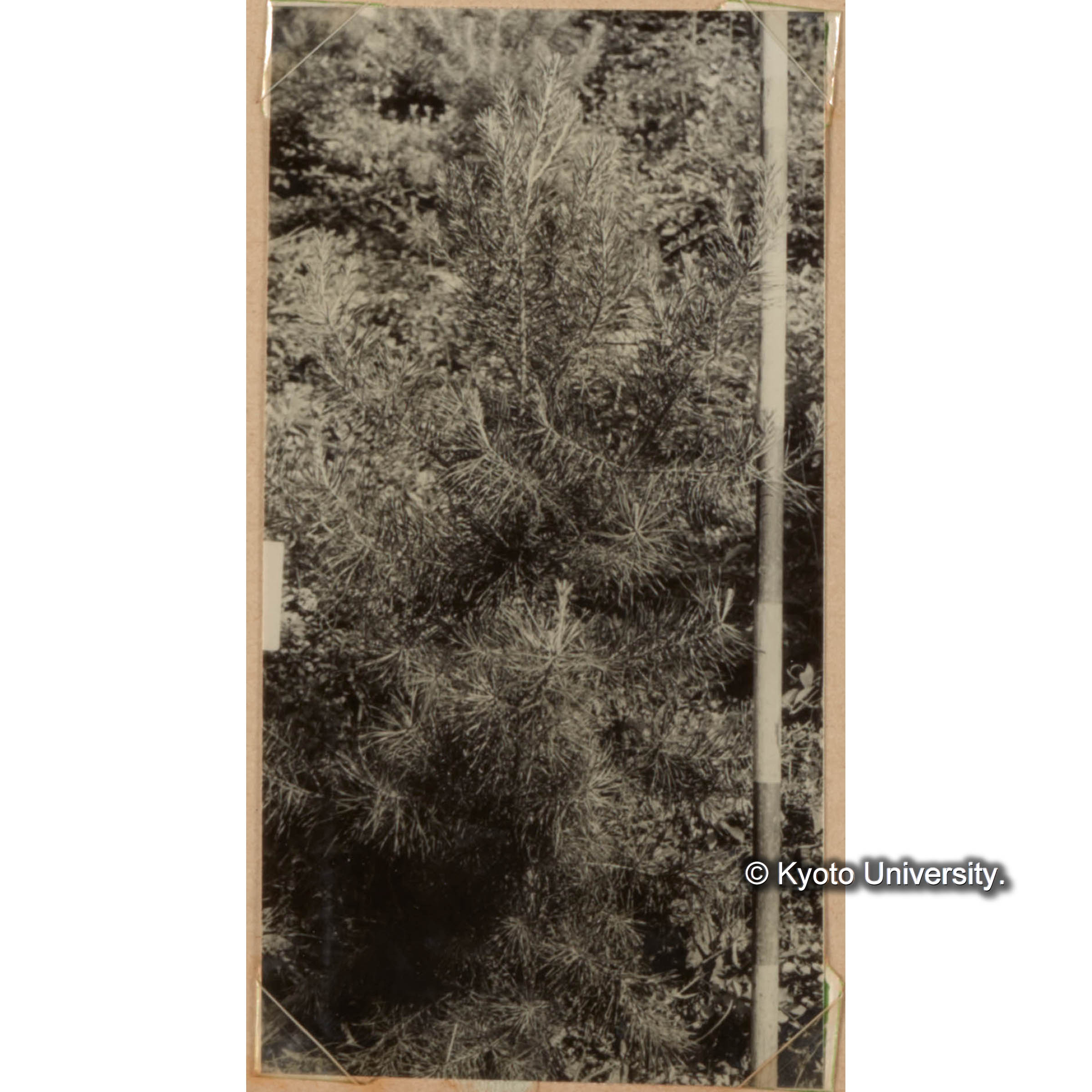 （とりよせたマツ） (1)