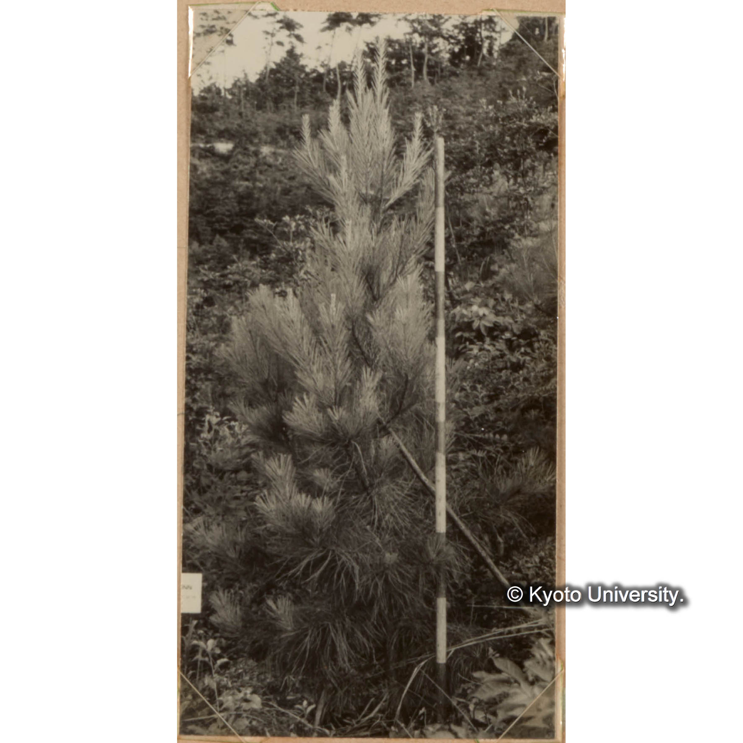 （とりよせたマツ） (1)