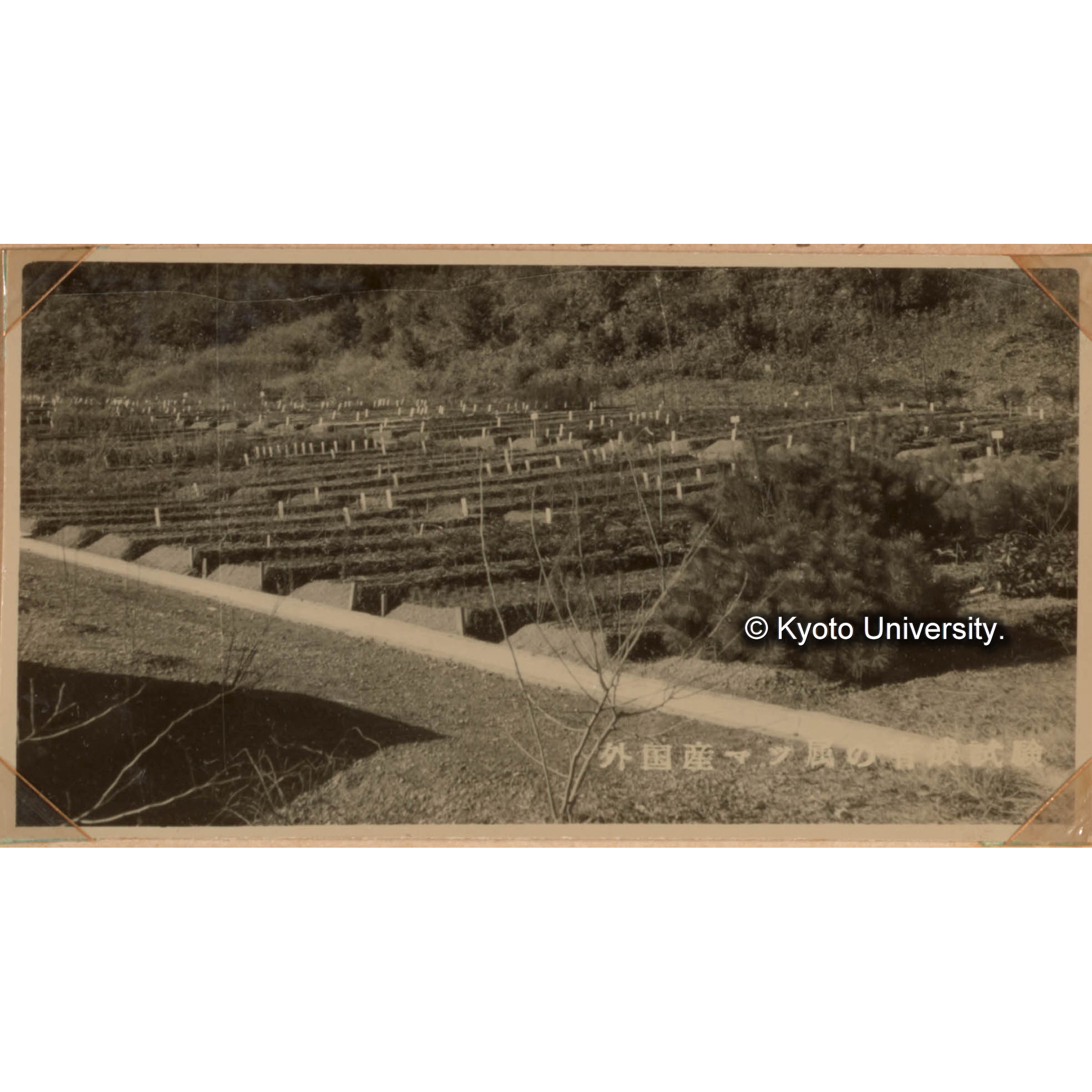 マツの育種に関する硏究　育種研究苗畑　外国産マツ75種あり (1)