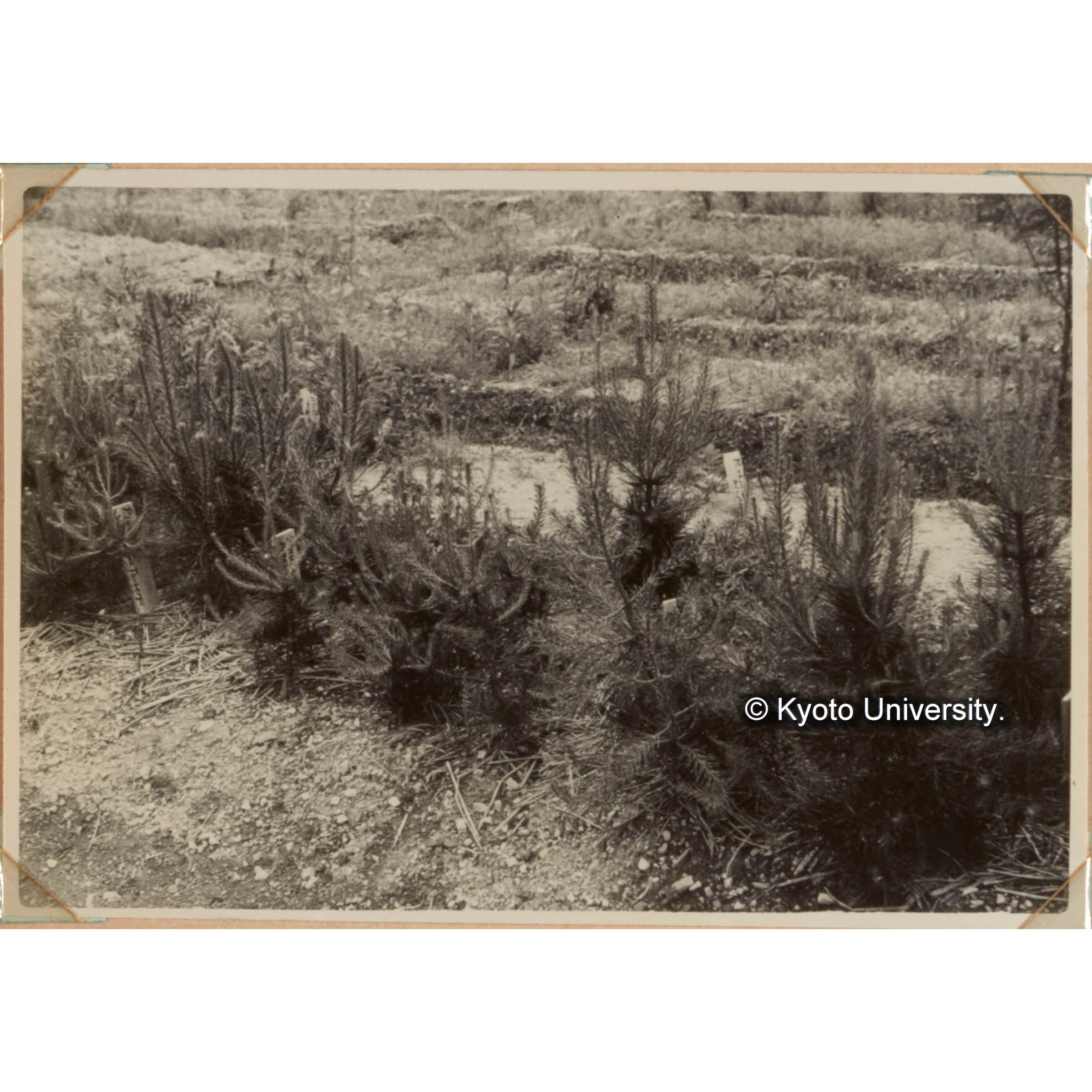 マツの育種に関する硏究 (1)