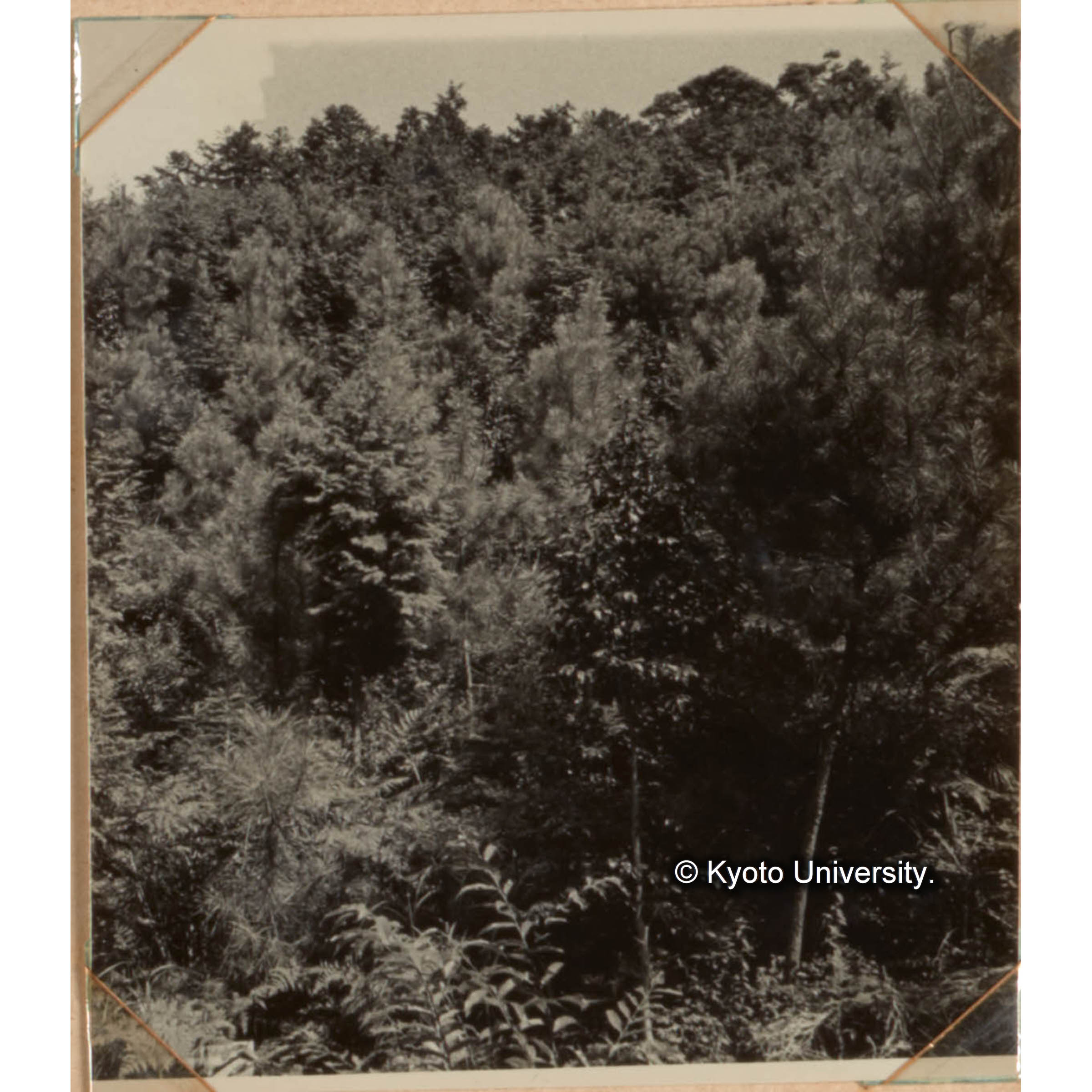 マツの育種に関する硏究 (1)