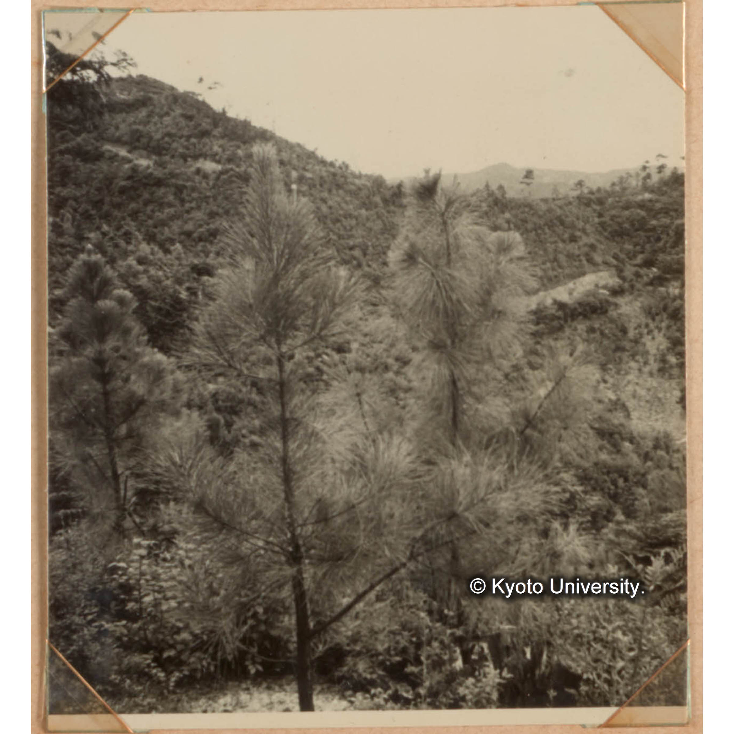 マツの育種に関する硏究 (1)