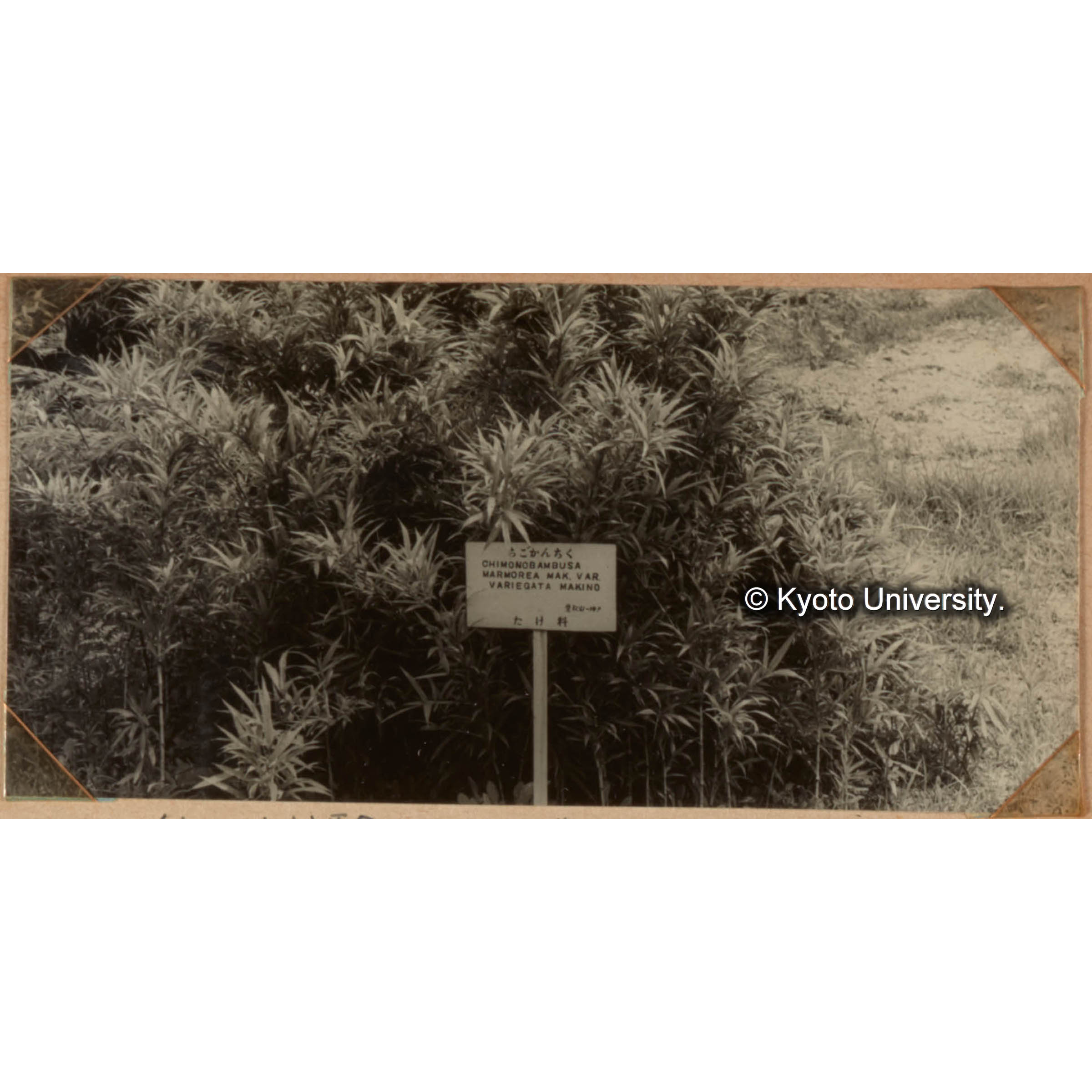 竹類の育種に関する硏究　竹の試験林　竹類は約110種あり (1)