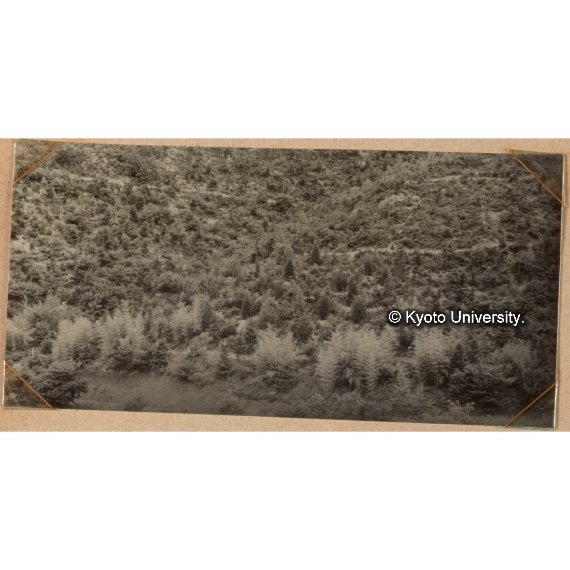 竹類の育種に関する硏究 (1)