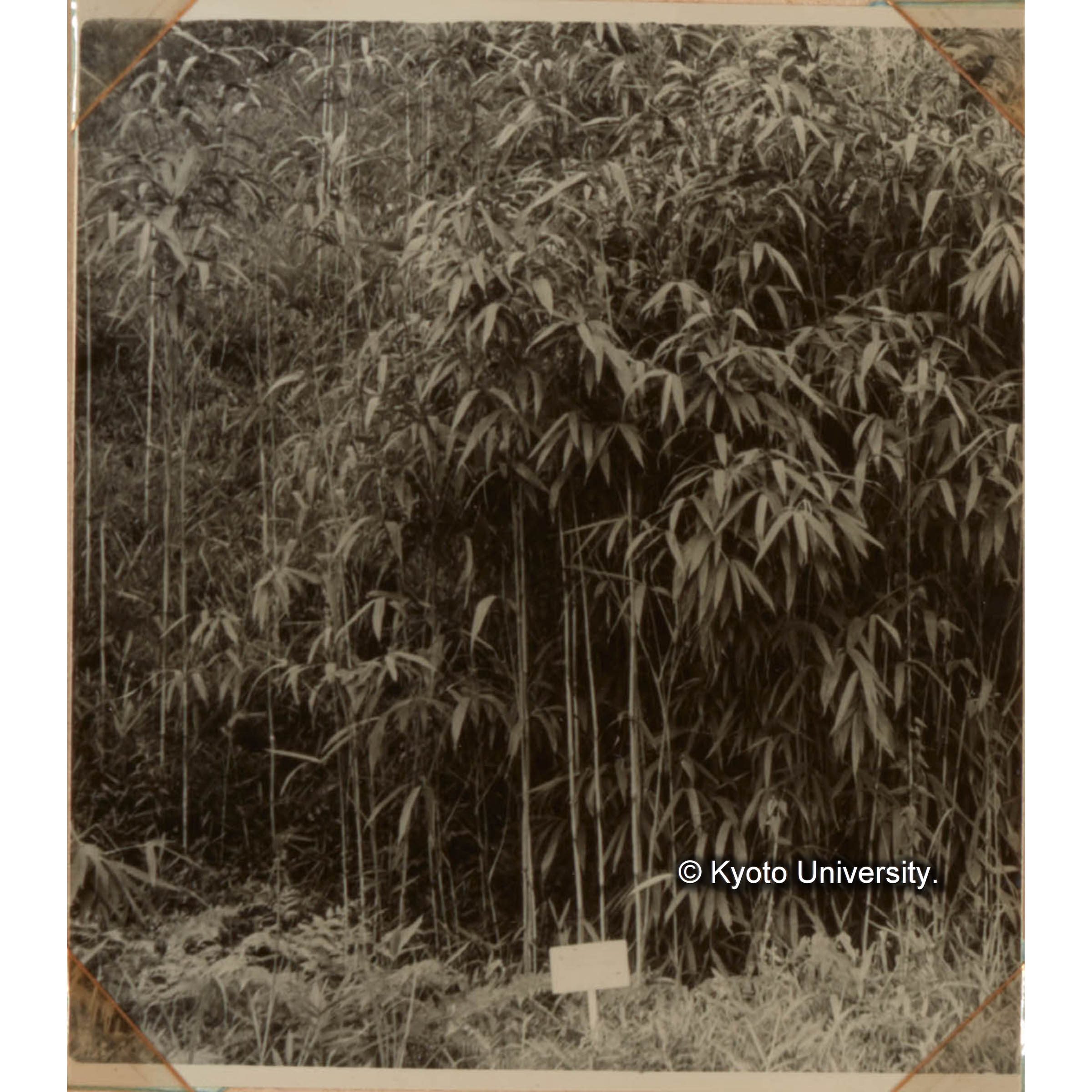 竹類の育種に関する硏究 (1)