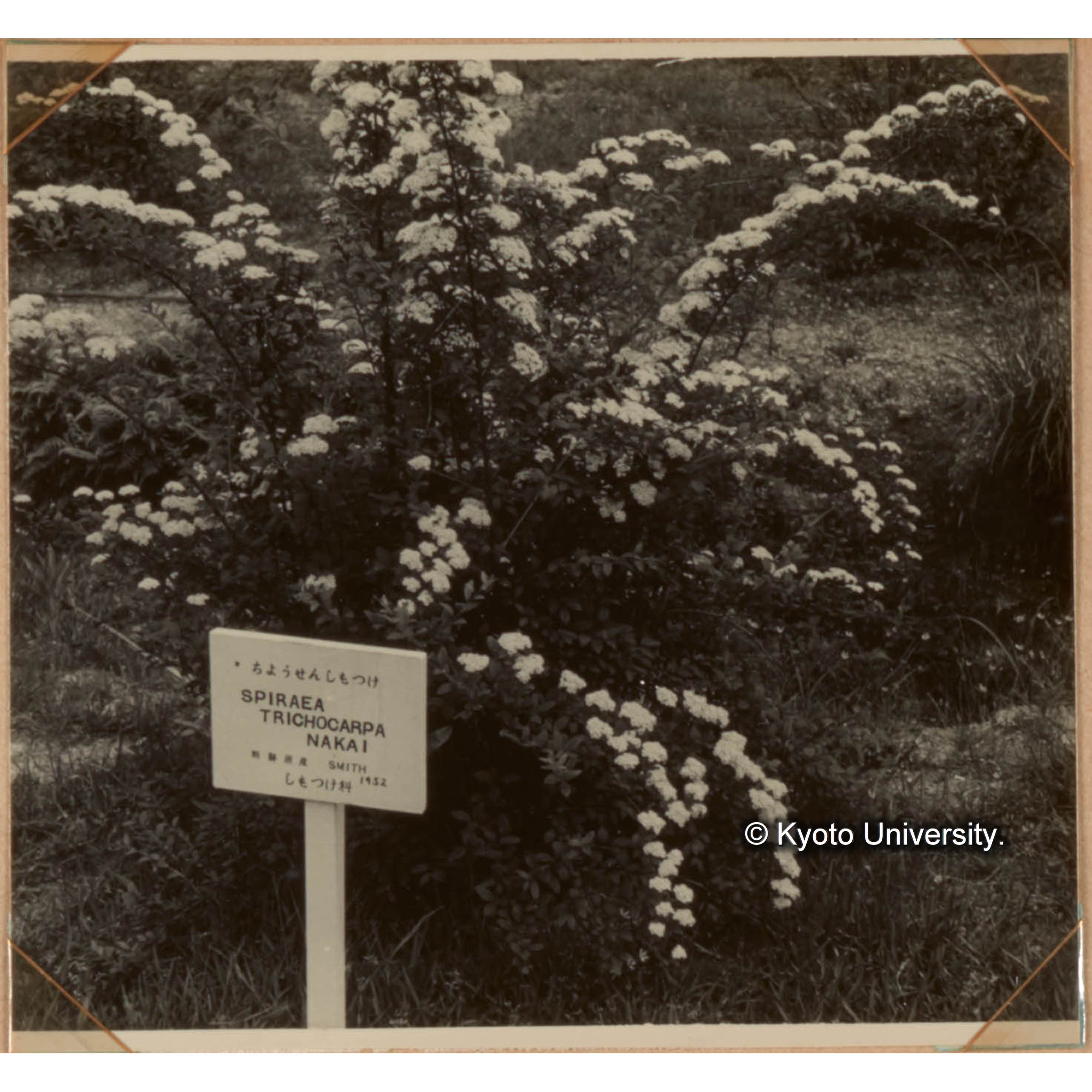 （ちょうせんしもつけ） (1)