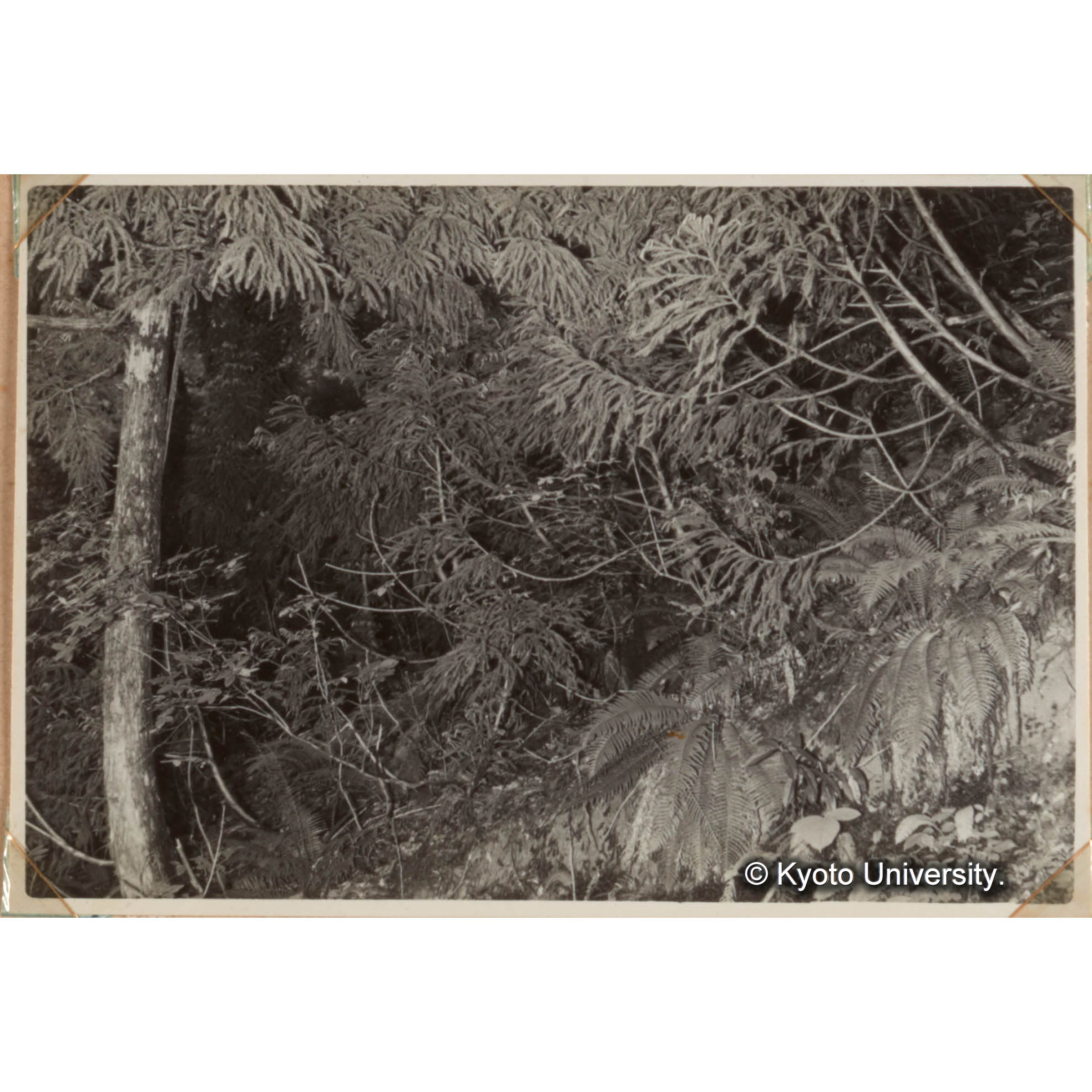 この附近のスギはウラ日本系といわれているもので下枝がたれ地表を長くはい根を出してついに独立するいわゆる伏条更新をしている。 (1)