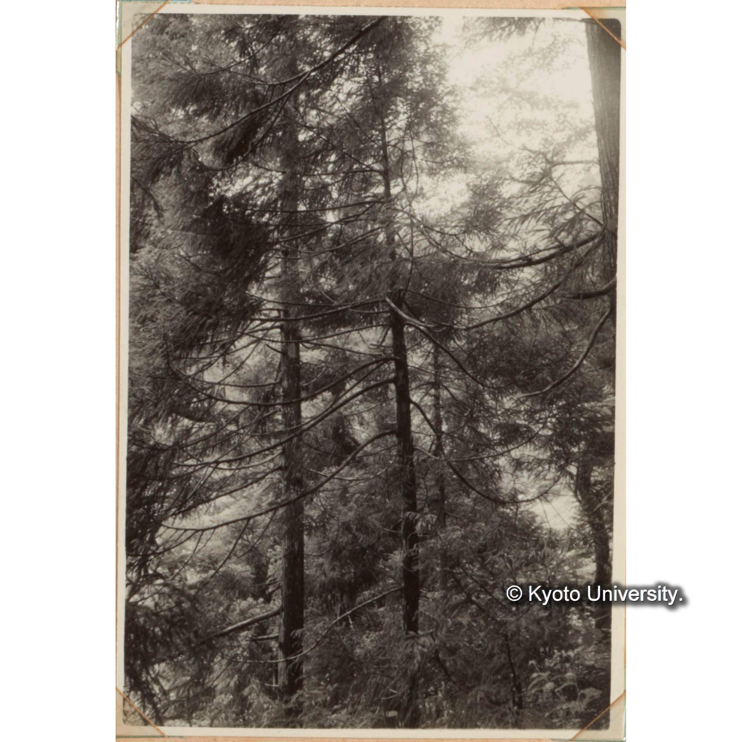 枝がたれ下っている (1)