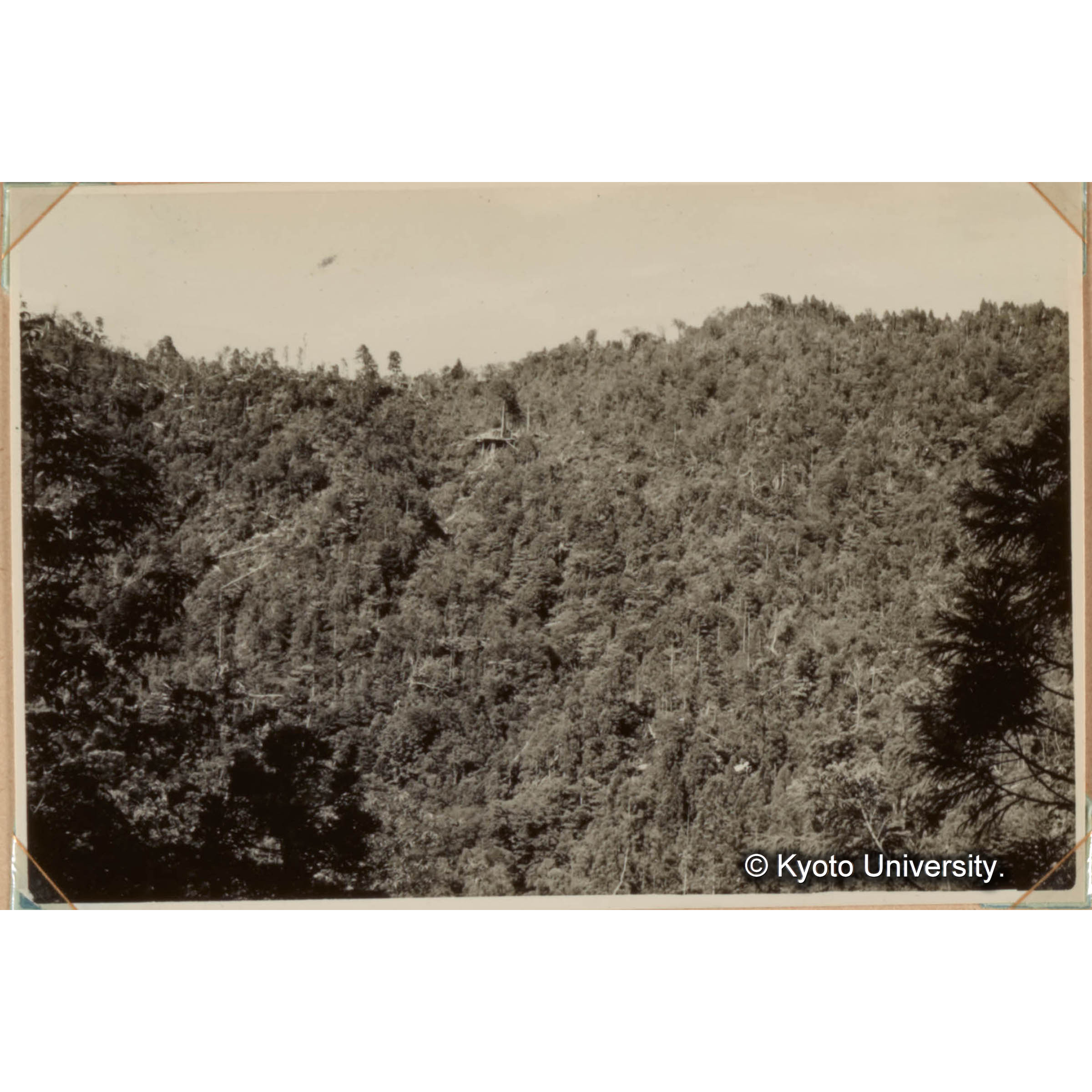 天然スギ伐採跡（21林斑） (1)