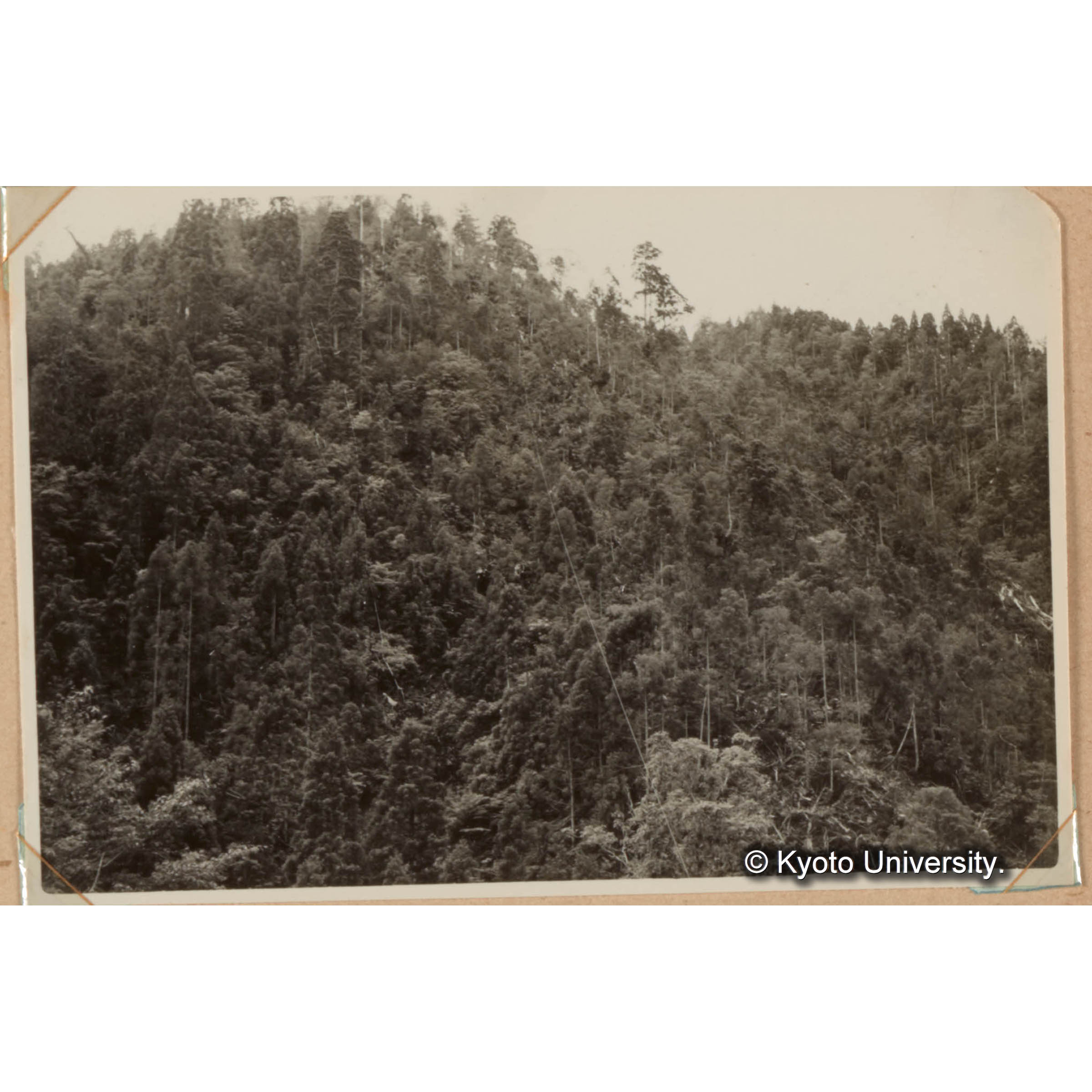 天然スギ伐採跡（13林斑） (1)