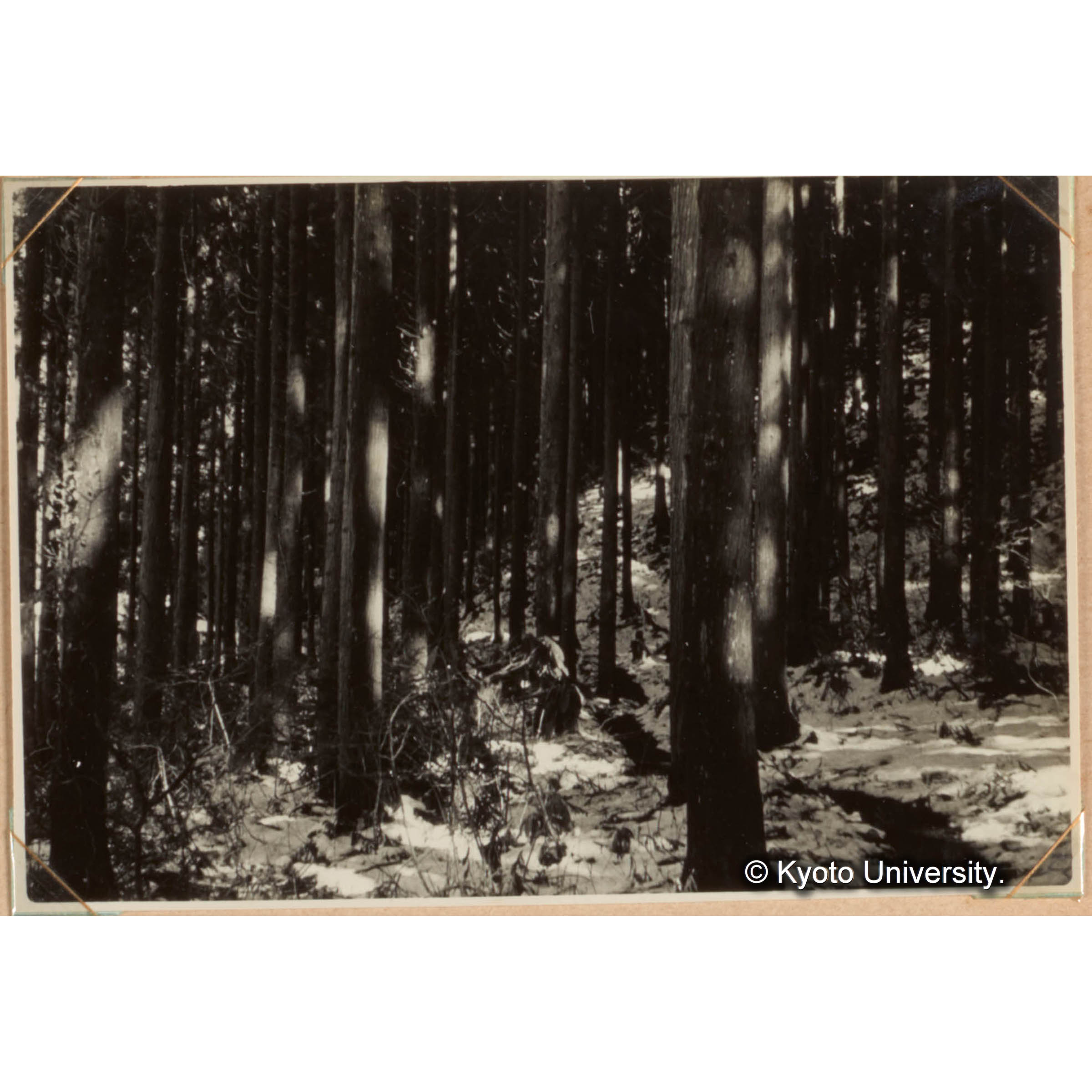 スギ人造林地（　林斑） (1)