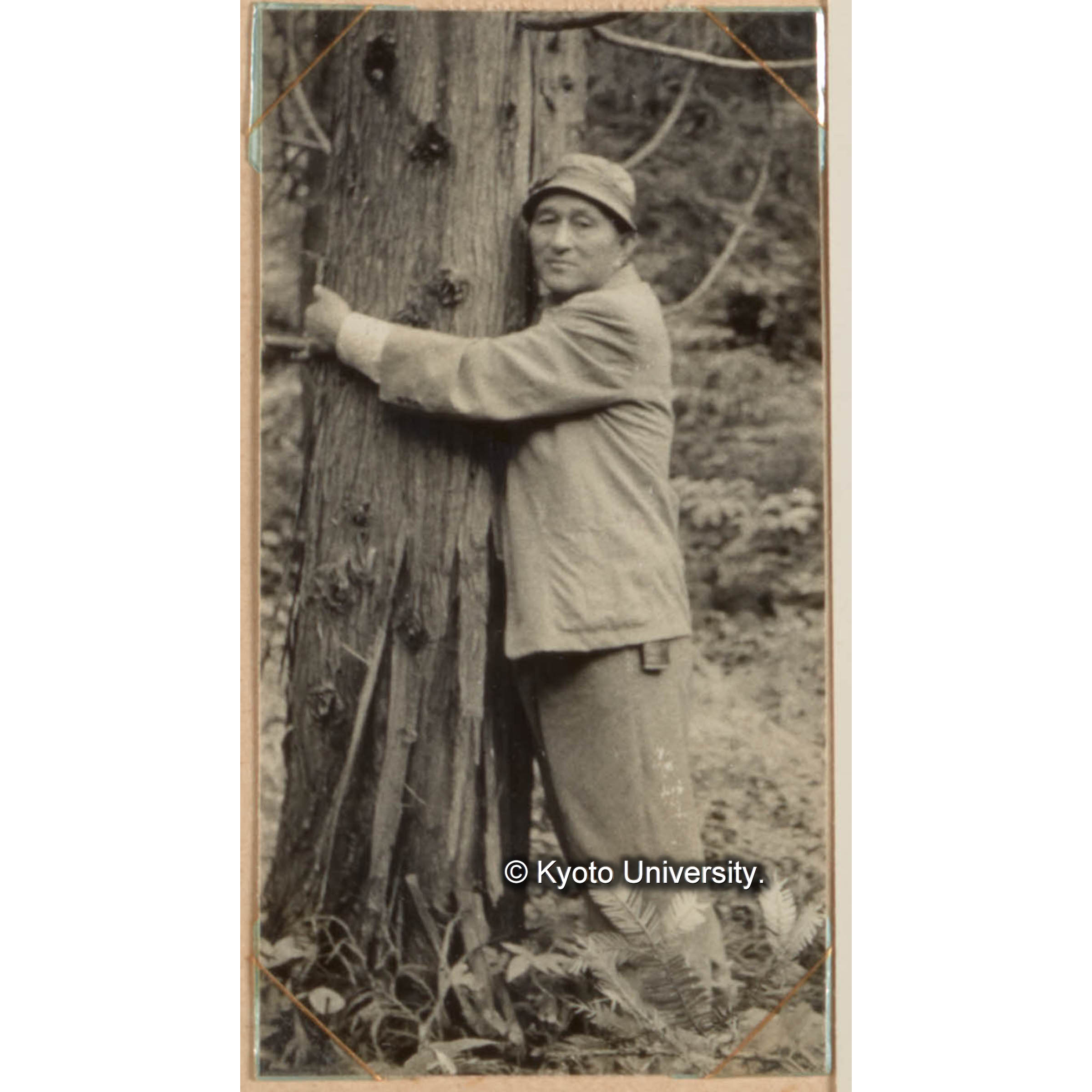 昭和9年の造林木 (1)