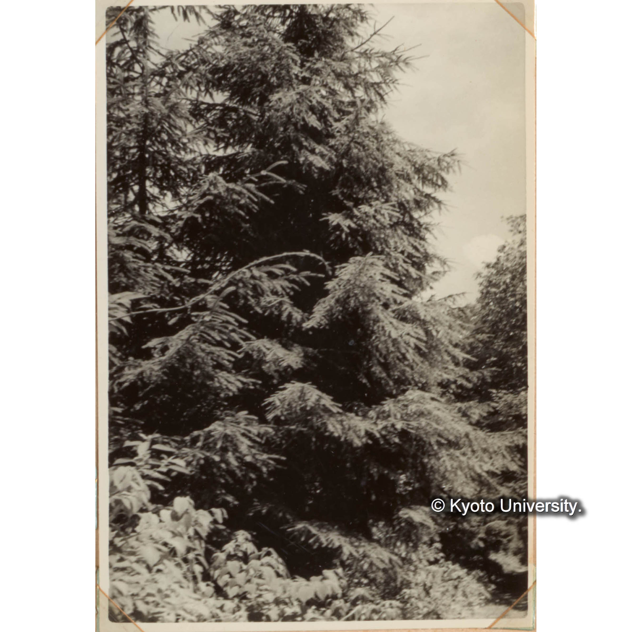 ドイツトウヒ造林地 (1)