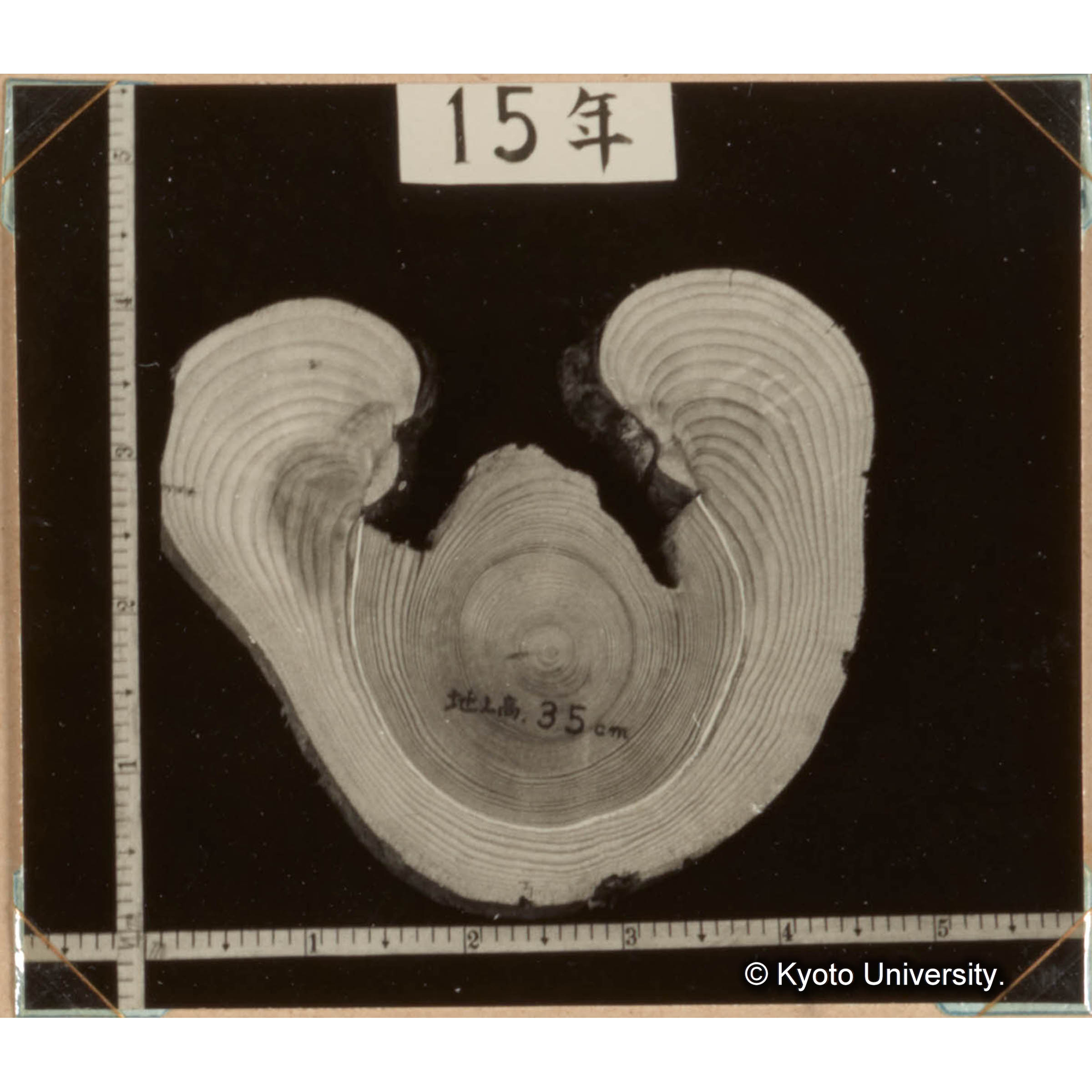 クマハギの被害　天然スギも人工植栽スギも成長が少し旺盛になると片端から熊剥の被害をうける。　（被害木輪切り） (1)