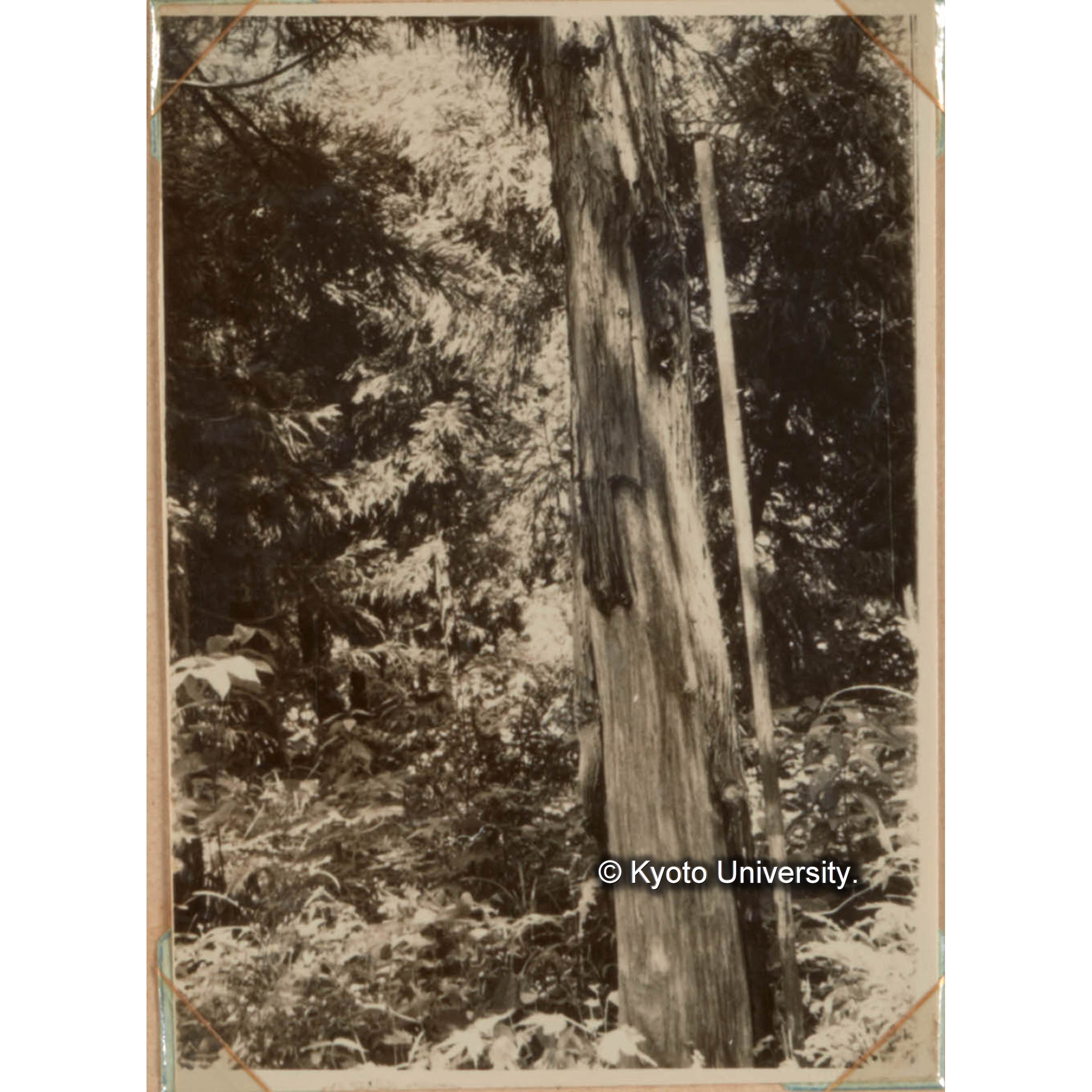 クマハギの被害　天然スギも人工植栽スギも成長が少し旺盛になると片端から熊剥の被害をうける。　（被害木） (1)