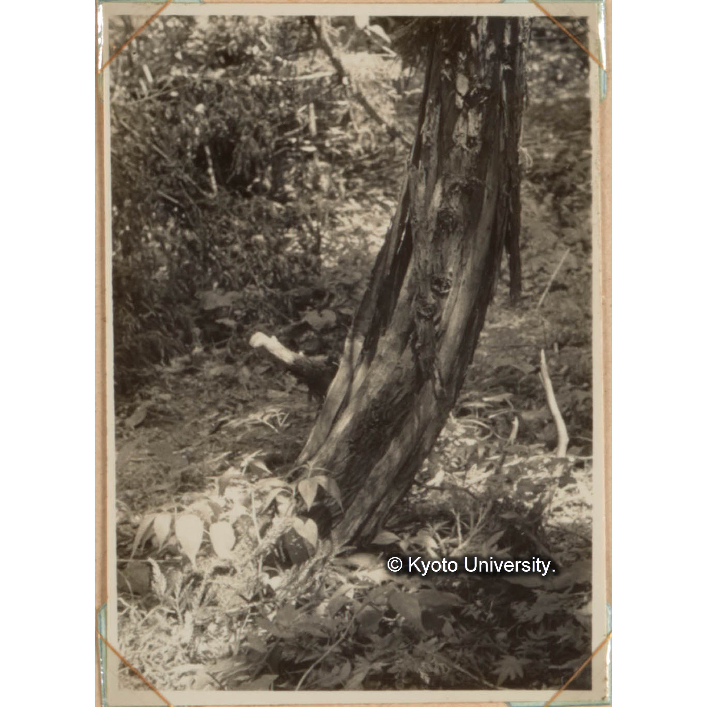 クマハギの被害　天然スギも人工植栽スギも成長が少し旺盛になると片端から熊剥の被害をうける。 (1)