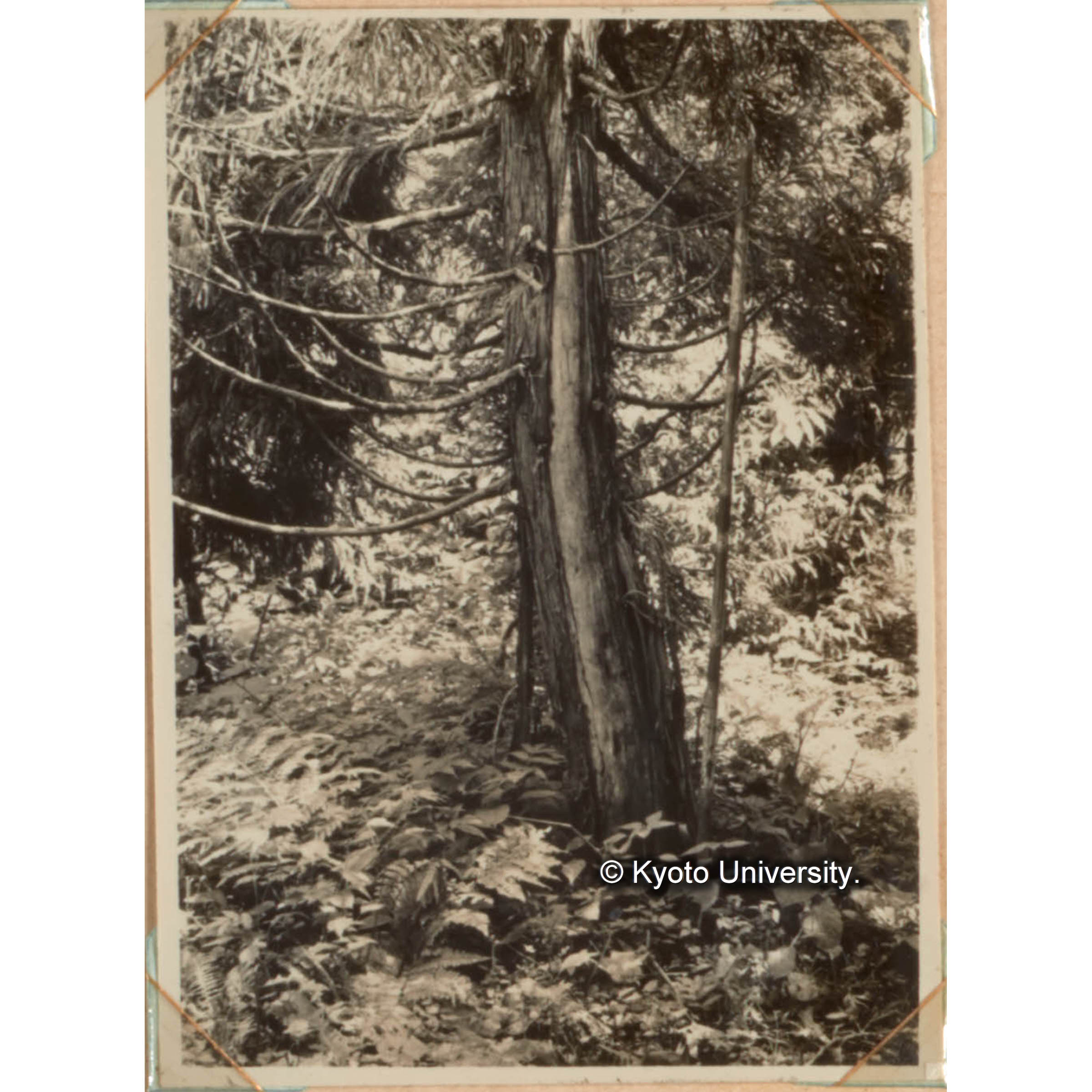 クマハギの被害　天然スギも人工植栽スギも成長が少し旺盛になると片端から熊剥の被害をうける。　（被害木） (1)