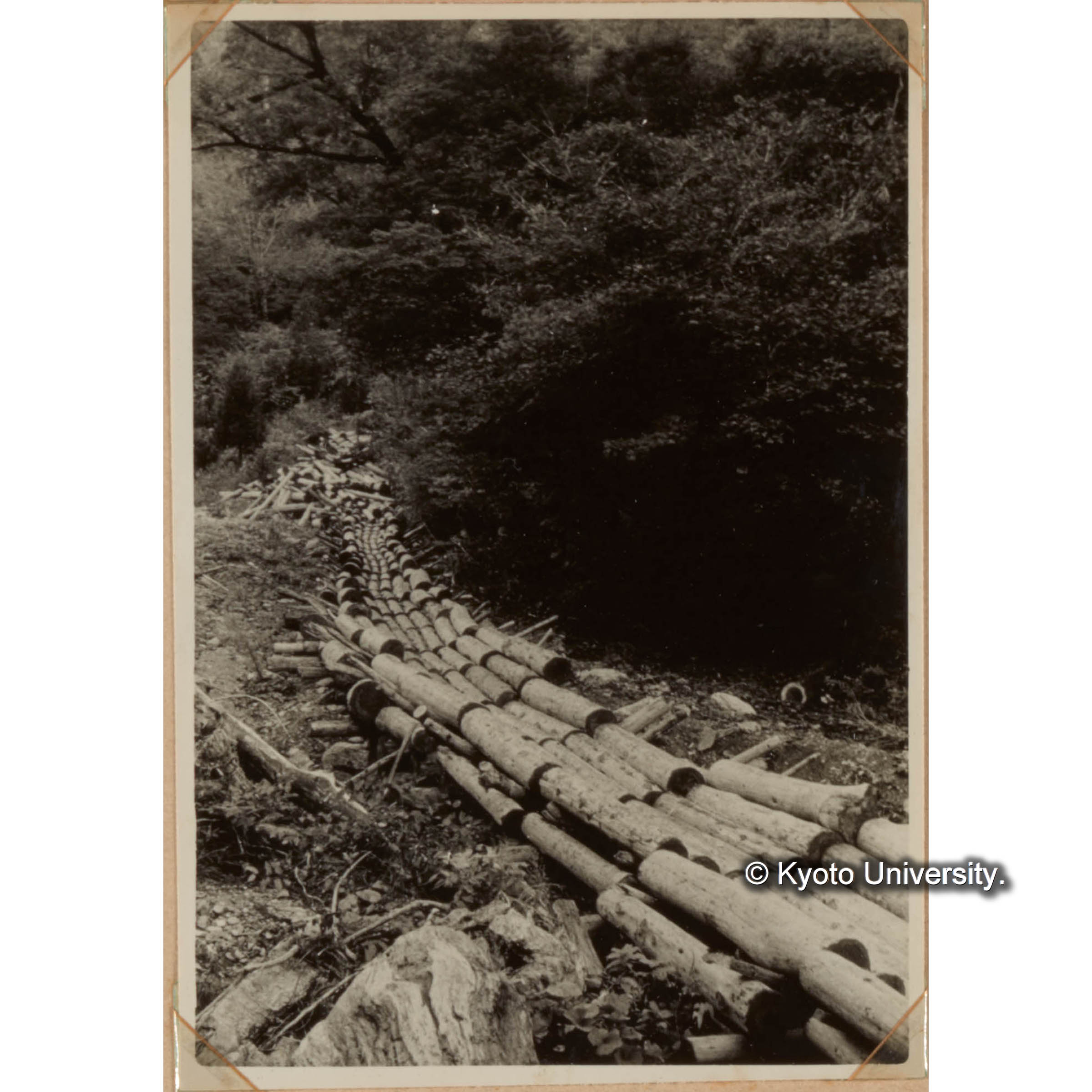 シュラによる運材 (1)