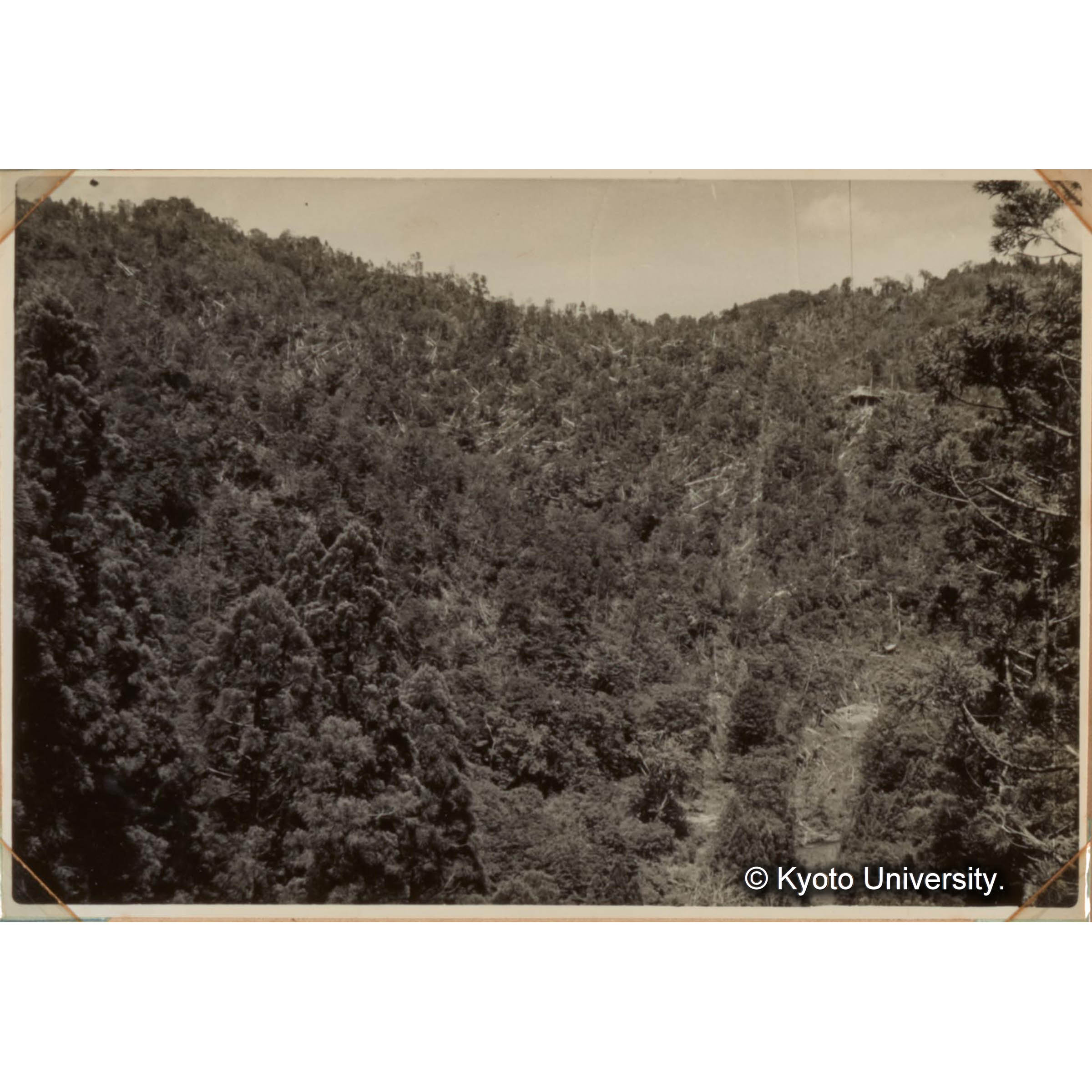 天然スギ伐採地の集材機 (1)