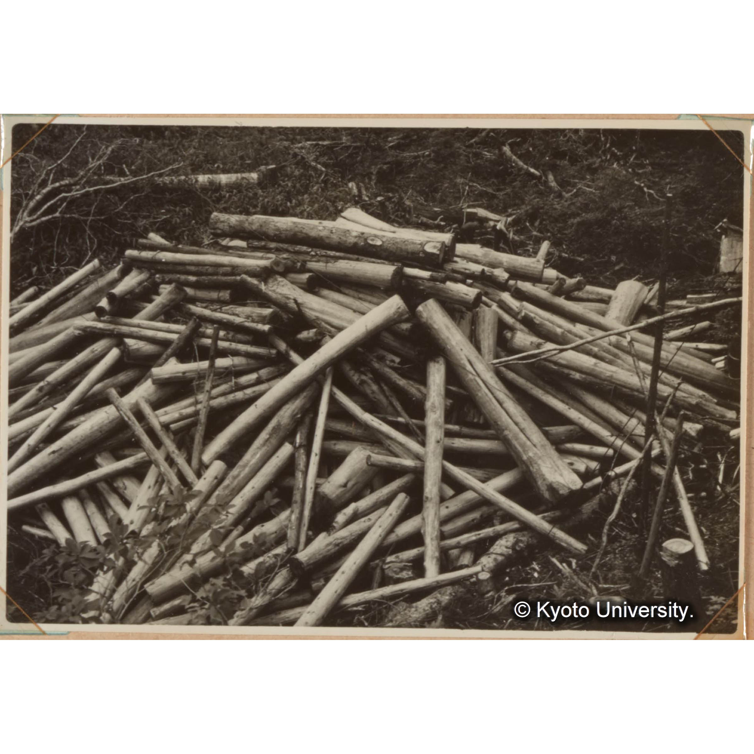 集材のタマリ場 (1)