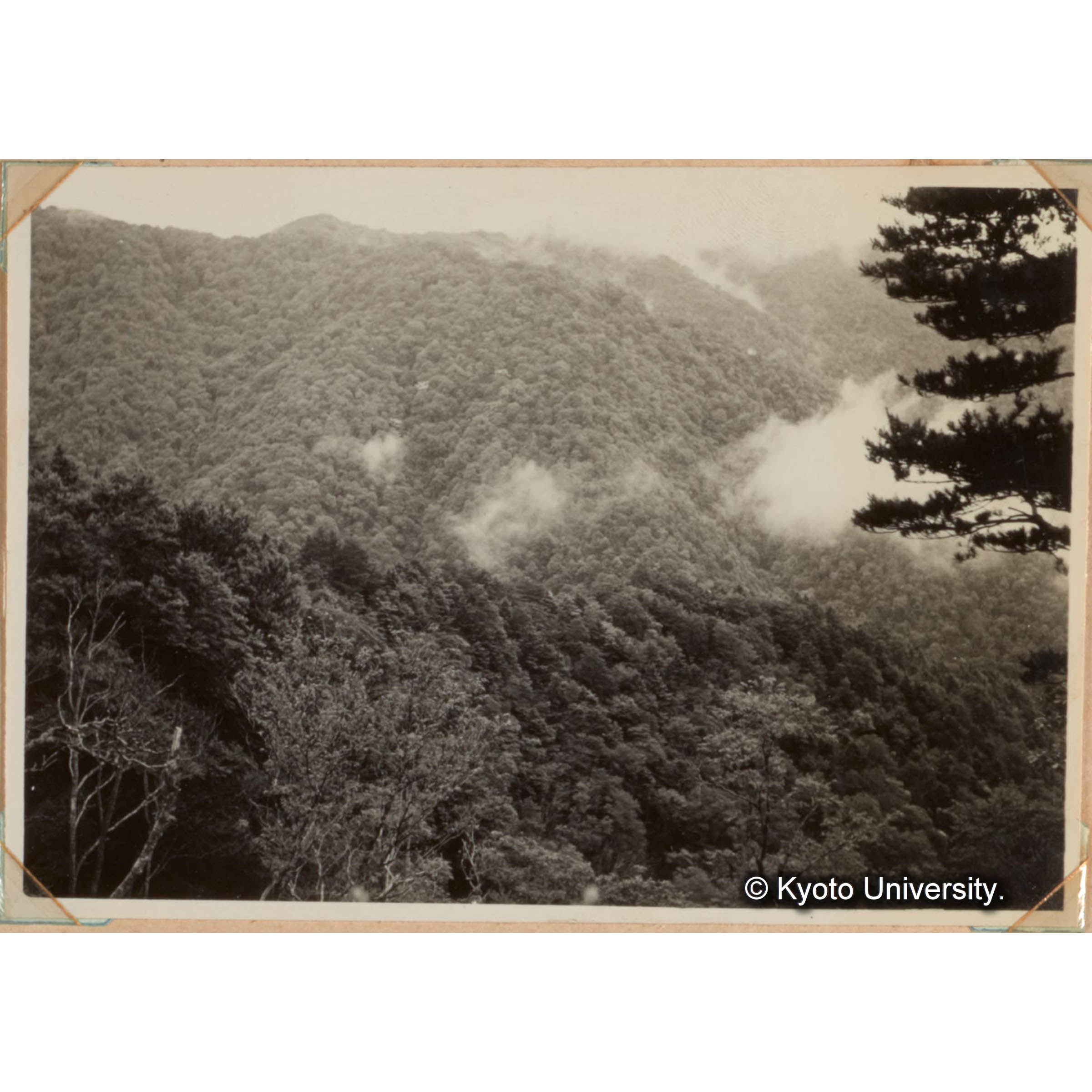 天然林の林相　針葉樹（ツガを主としモミ、ヒノキ、アカマツを混ず） 約44％（25万石）　広葉樹（ブナ、クリ、ナラなど）56％（32万石）を占める。 (1)