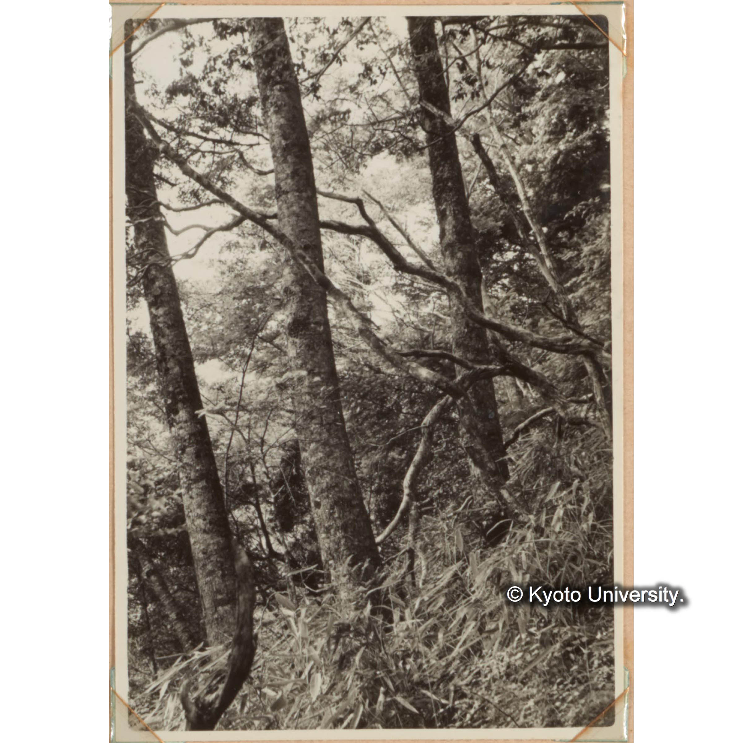 ツガの大徑木 (1)