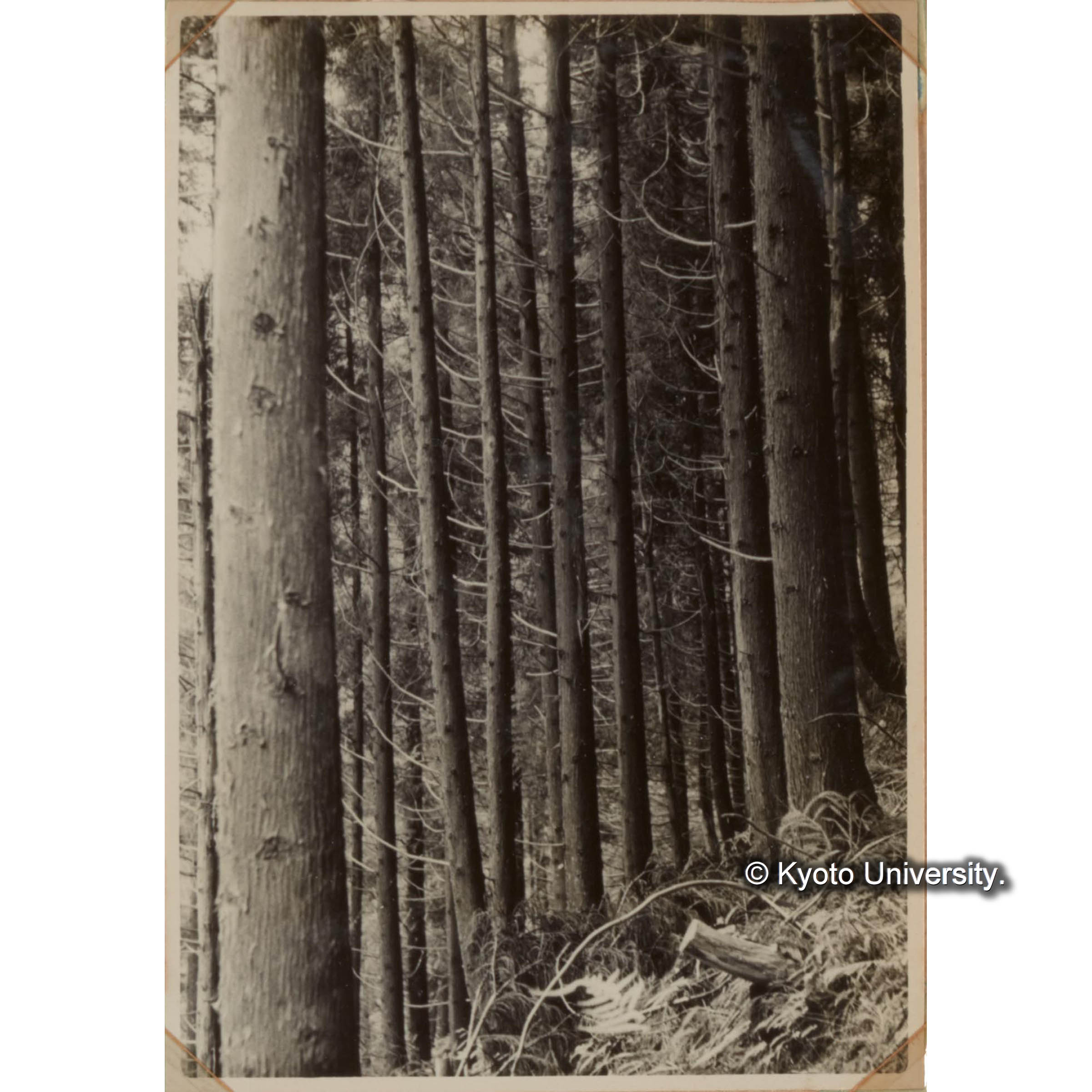 スギ造林地　本演習林の人工造林地の面積は約241haに及ぶ。 (1)