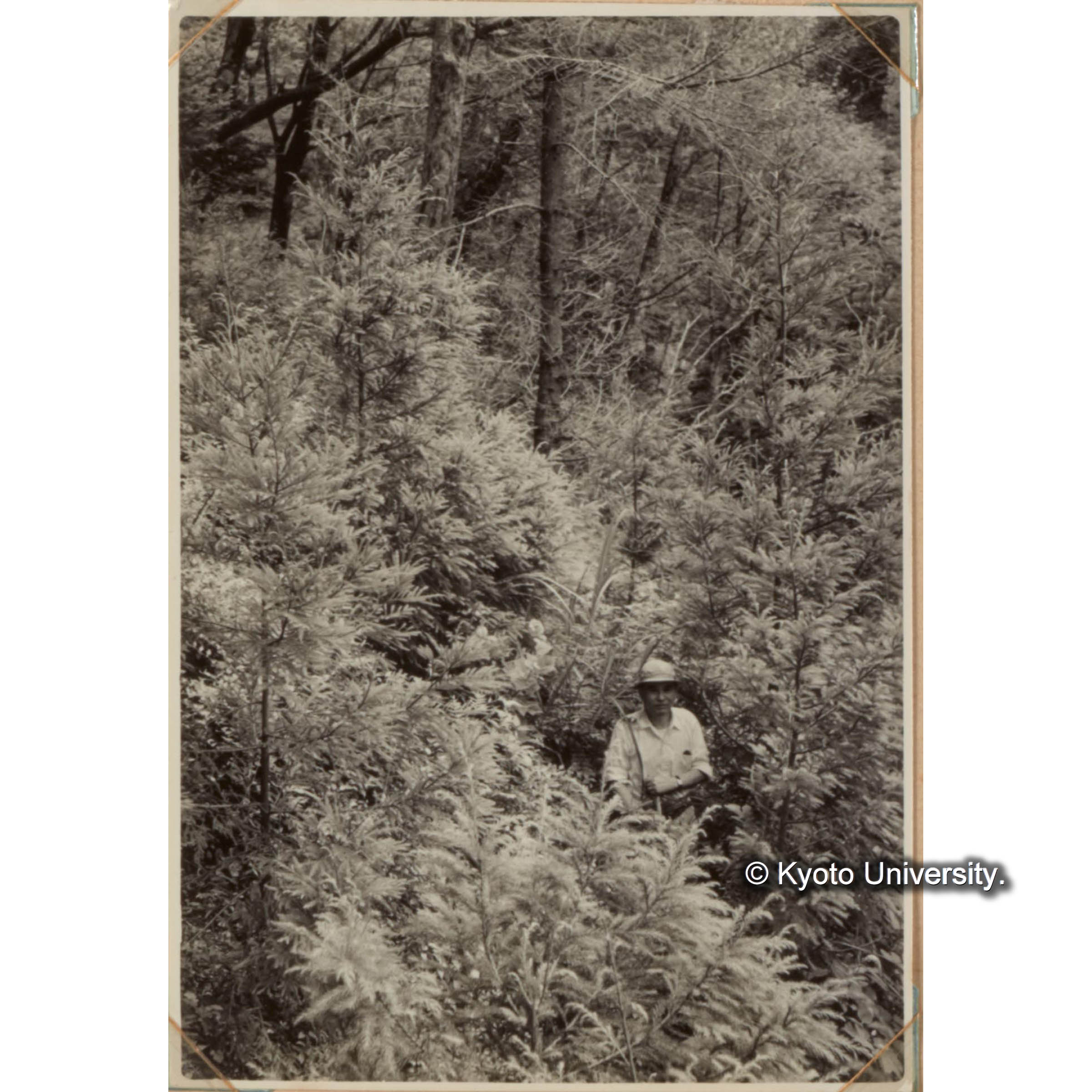 スギ造林地　11林班（昭和　年植栽） (1)