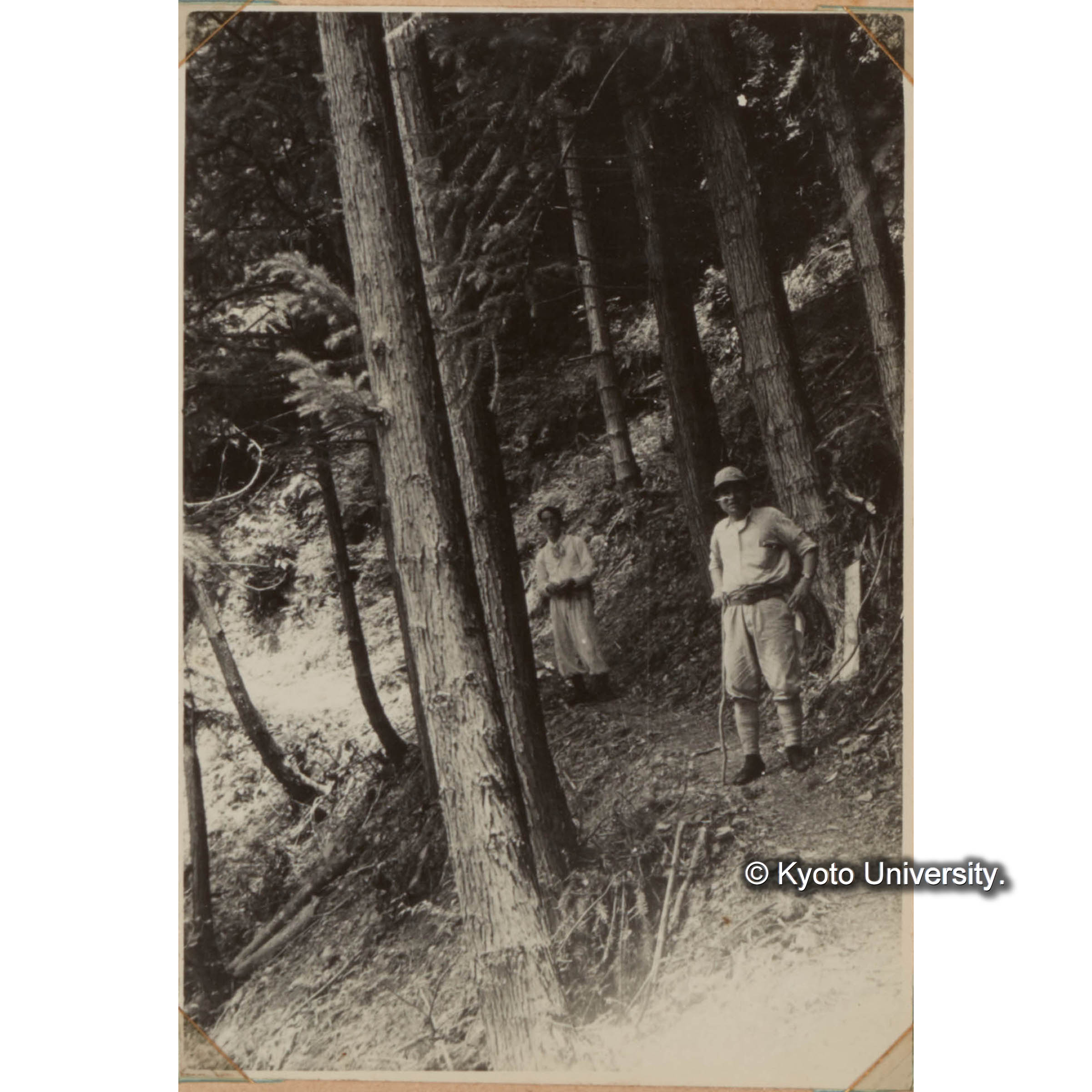 ランダイスギ造林地（1林班） (1)