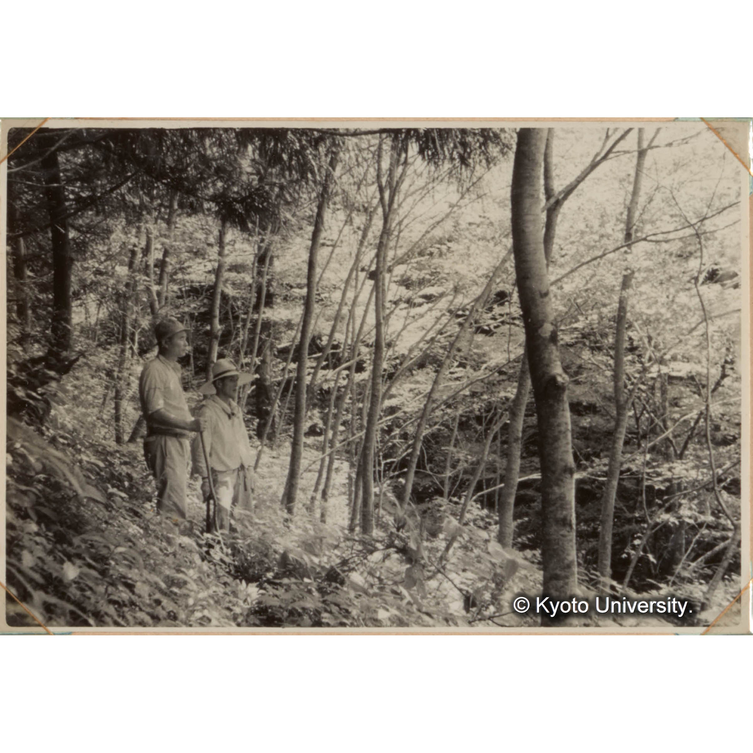 ケヤキの造林地 (1)